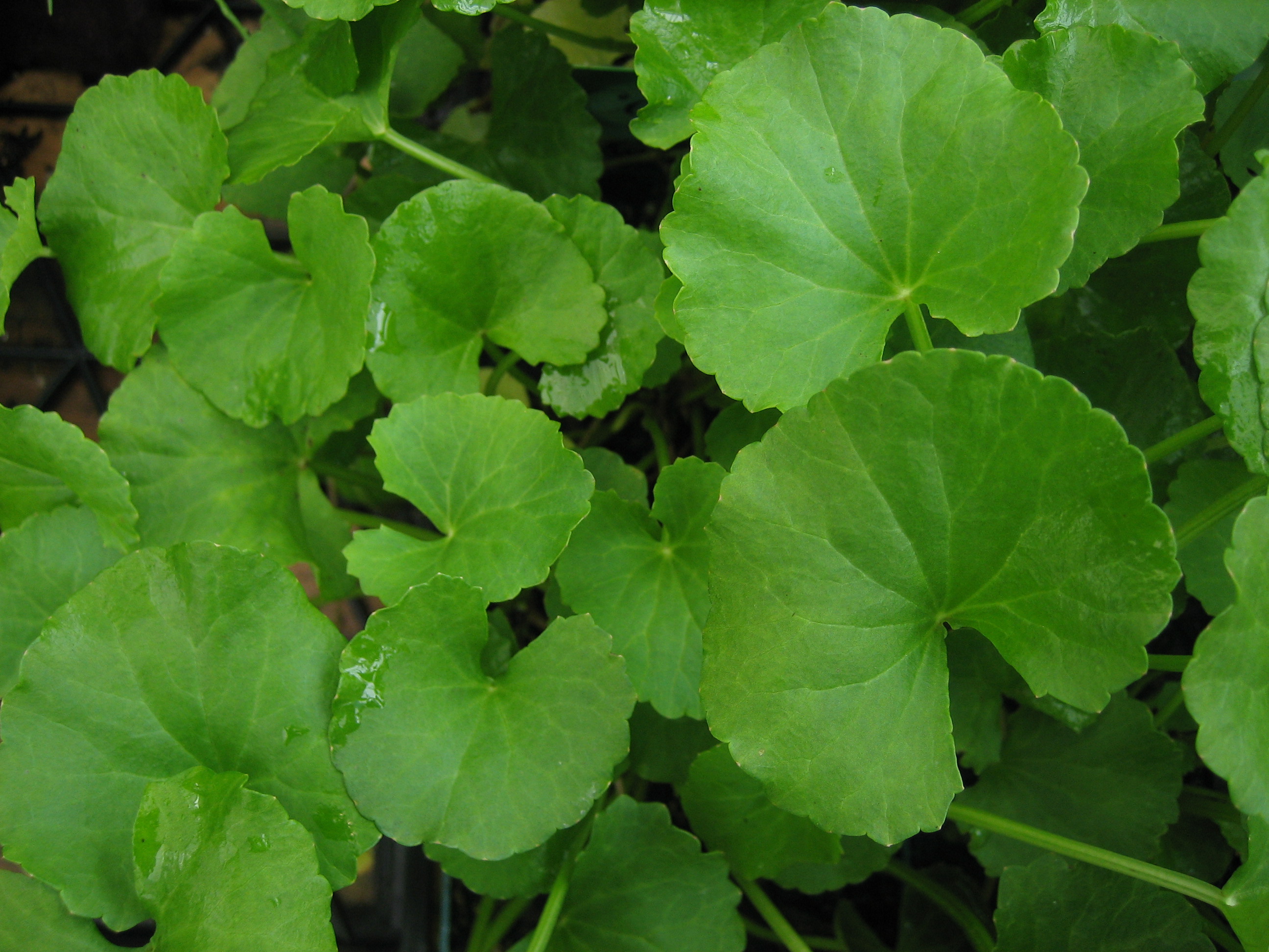 Centella asiatica (i.10-11cmT.) Gotu - Kola,   Gedächniskraut