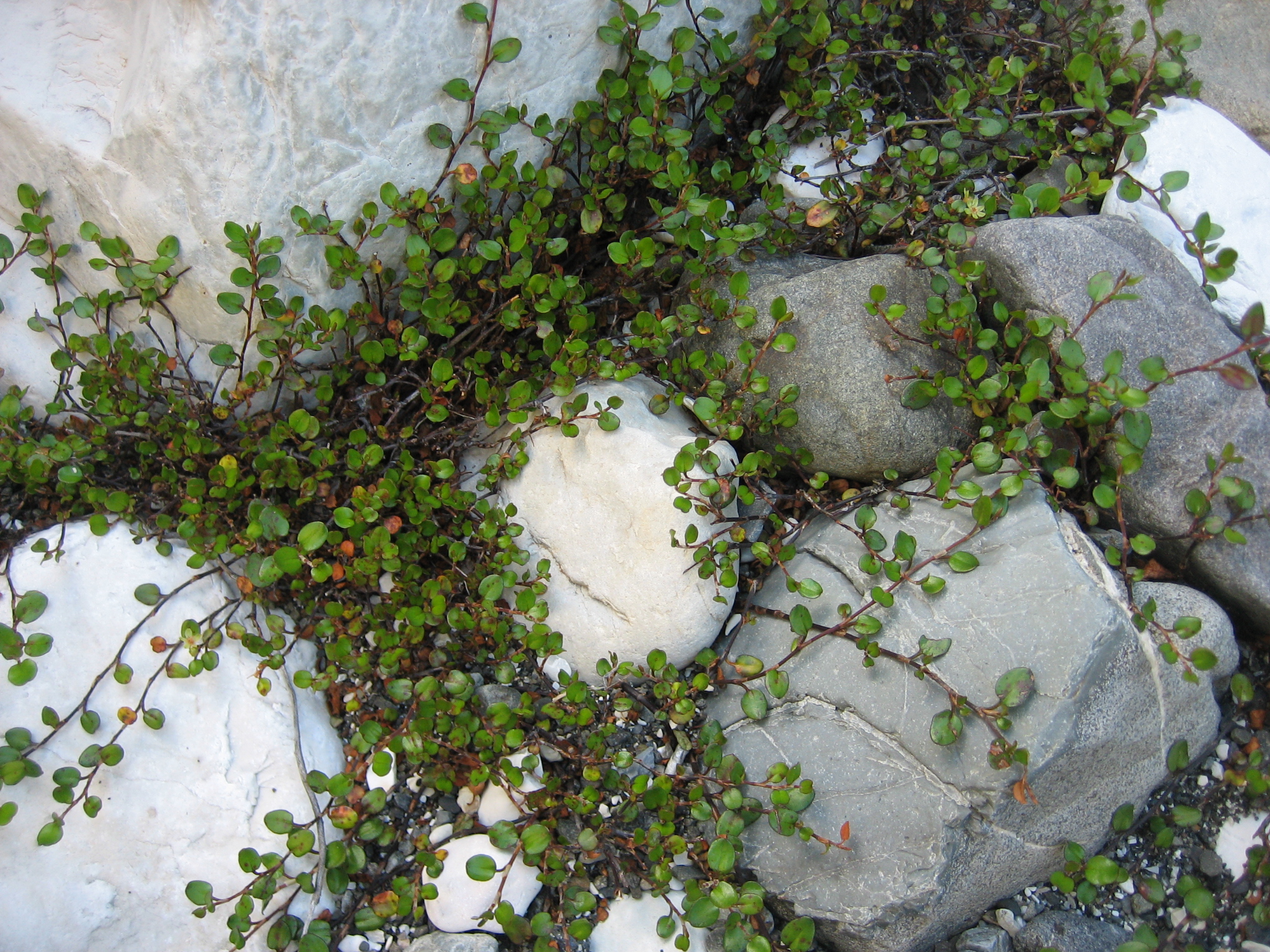 Mühlenbeckia comlpexa "Maori" aus Neuseeland (i.10,5cmT.) Drahtwein, Matratzenwein