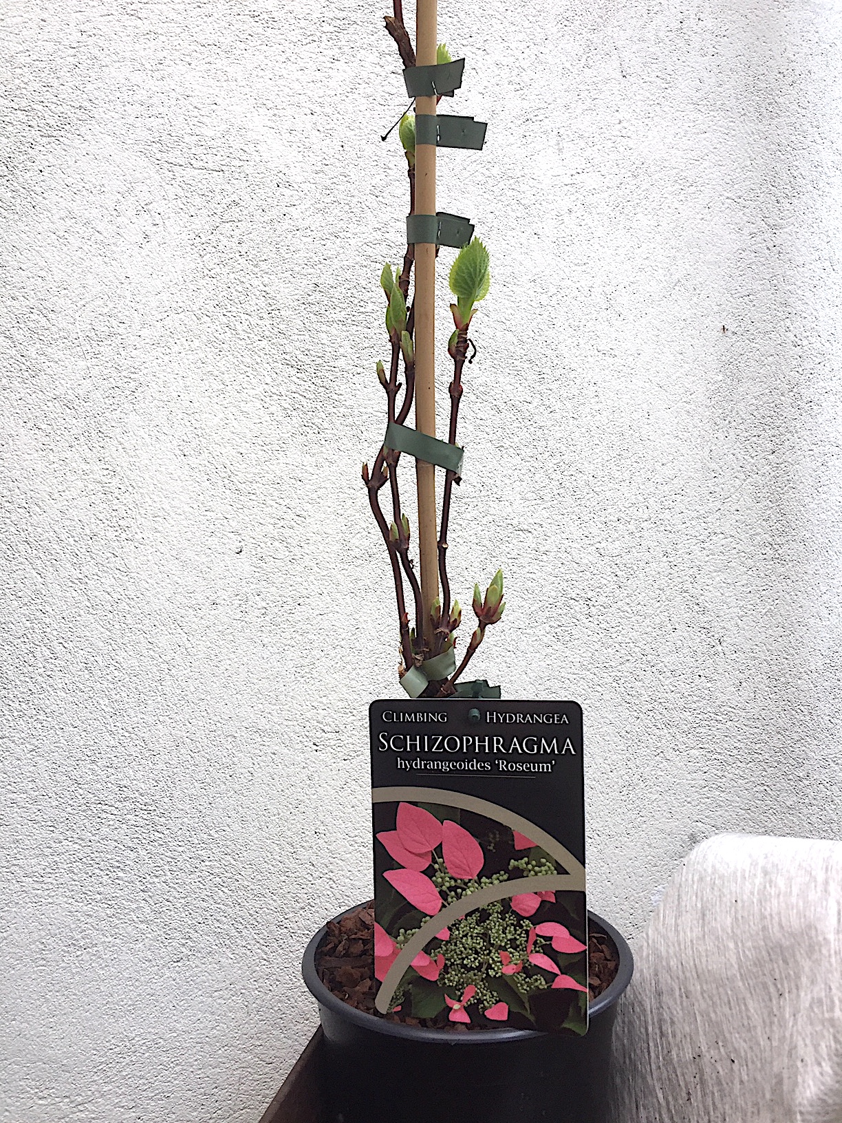 Schizophragma hydrangeoides „Roseum“ (i.3l T.), rosa Kletterhortensie