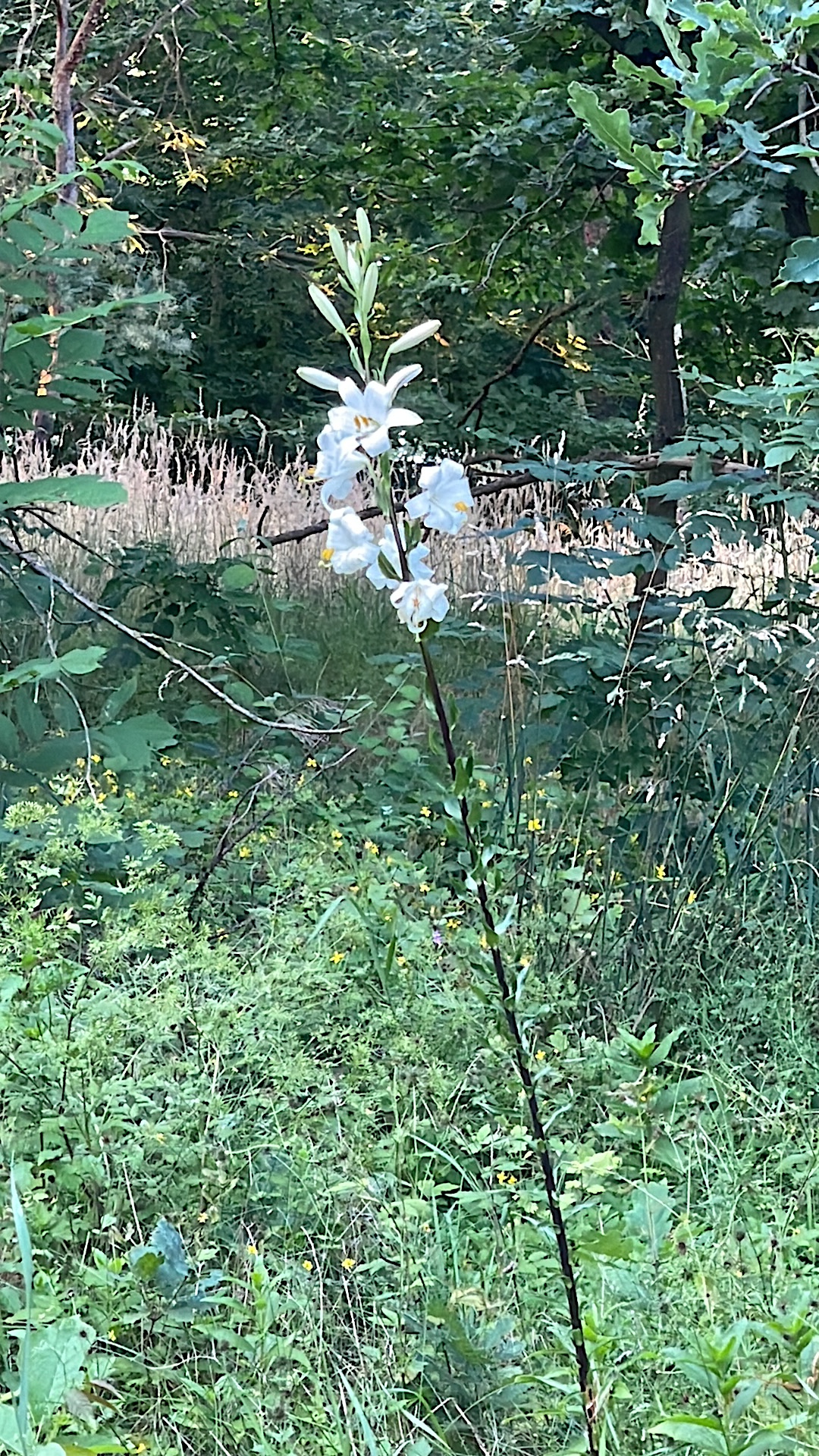 Lilium candidum (1 Zwiebel  Madonnenlilie (im 9 cm Topf) Duft