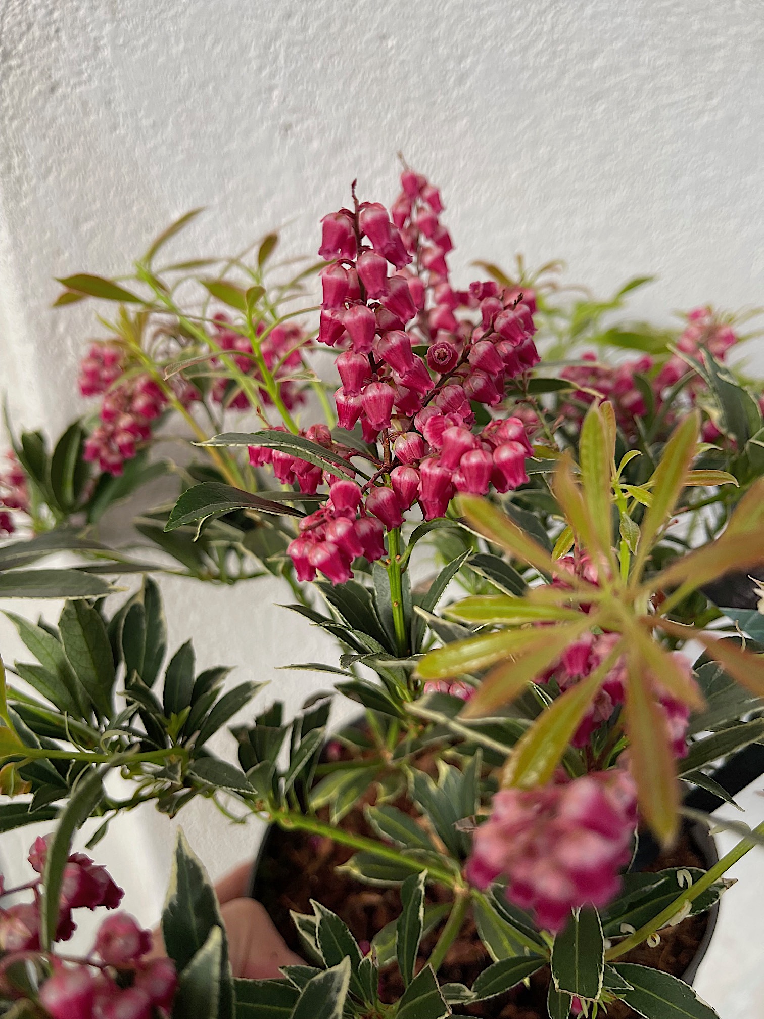 Pieris japonica „Ralto“® - rot (i.2lT.), Lavendelheide