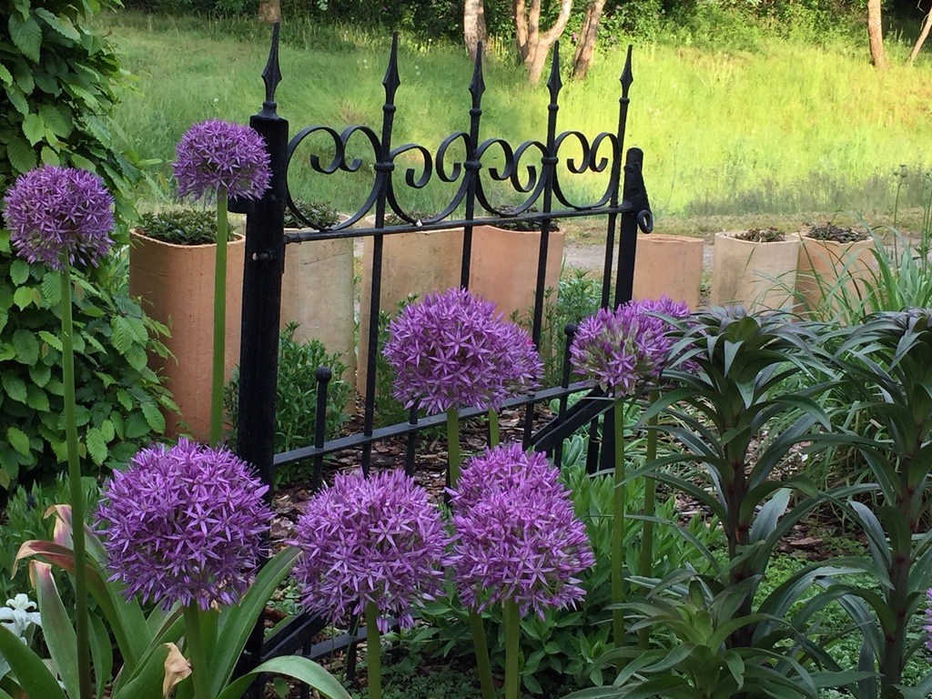 Allium „Globemaster“ (1 Zwiebel )Zierlauch