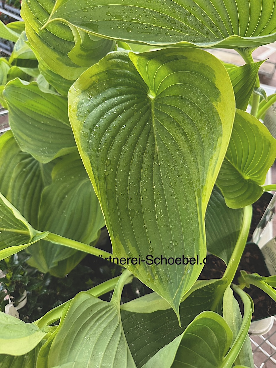 Hosta  Hybride „Wu-La-La“® (i.11cmT.)