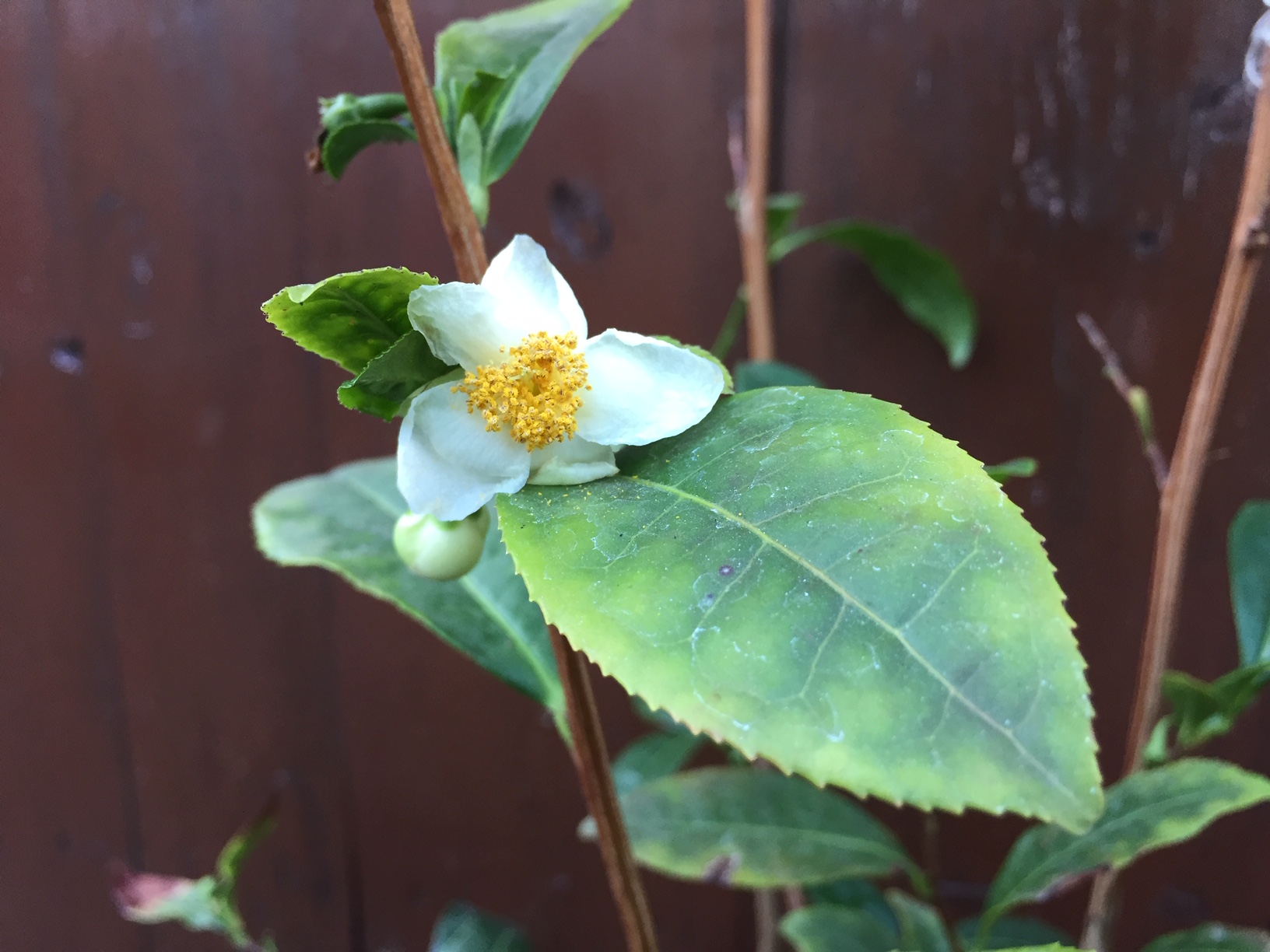 Camelia sinensis  Grüner Tee (13cmT.)