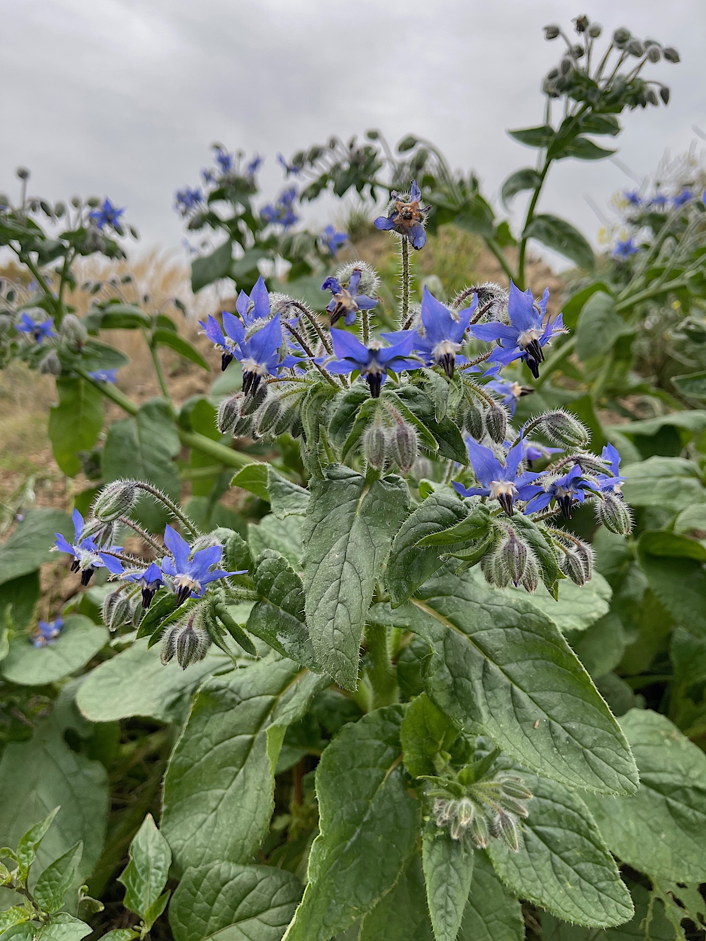 Borago officinalis (i.12cmT.) Borretsch