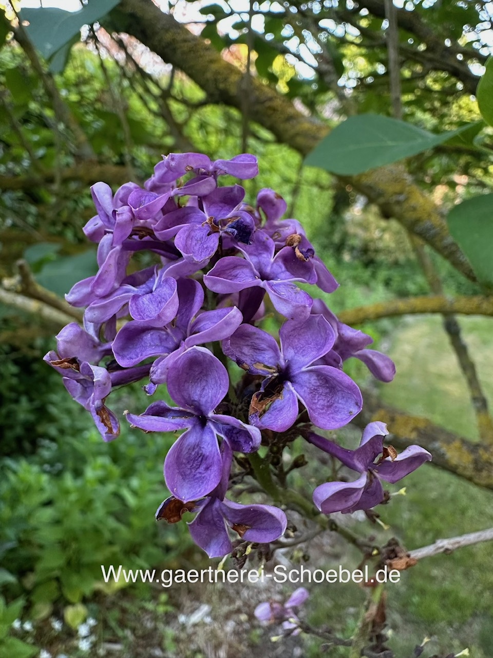Syringa vulgaris „Andenken an Ludwig Späth“ (i.11-14cm Topf)