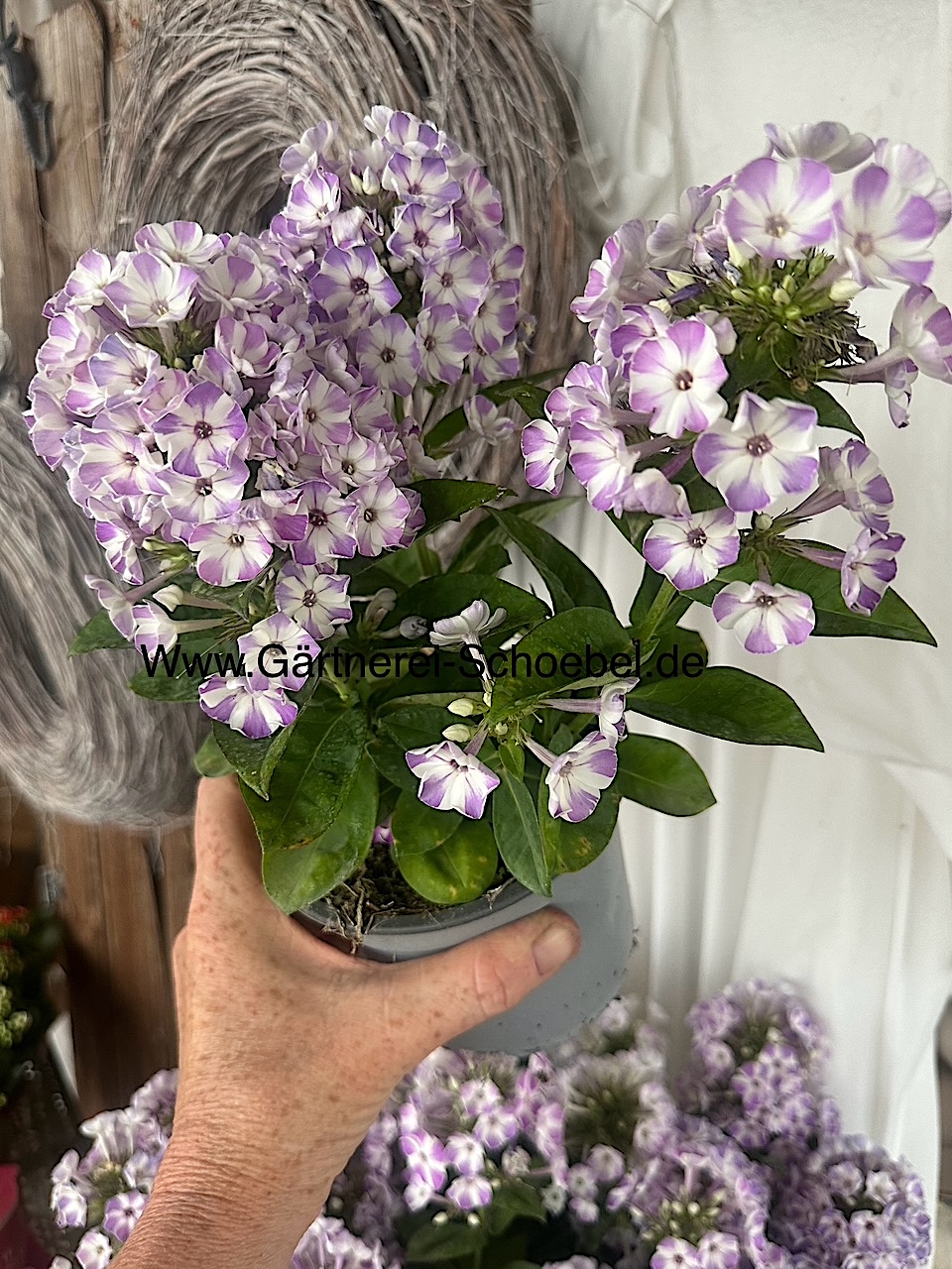 Phlox paniculata „lila weiss gestreift“ (i. 13cm T.), Sommer - Phlox-aussergewöhnlich. Auslese