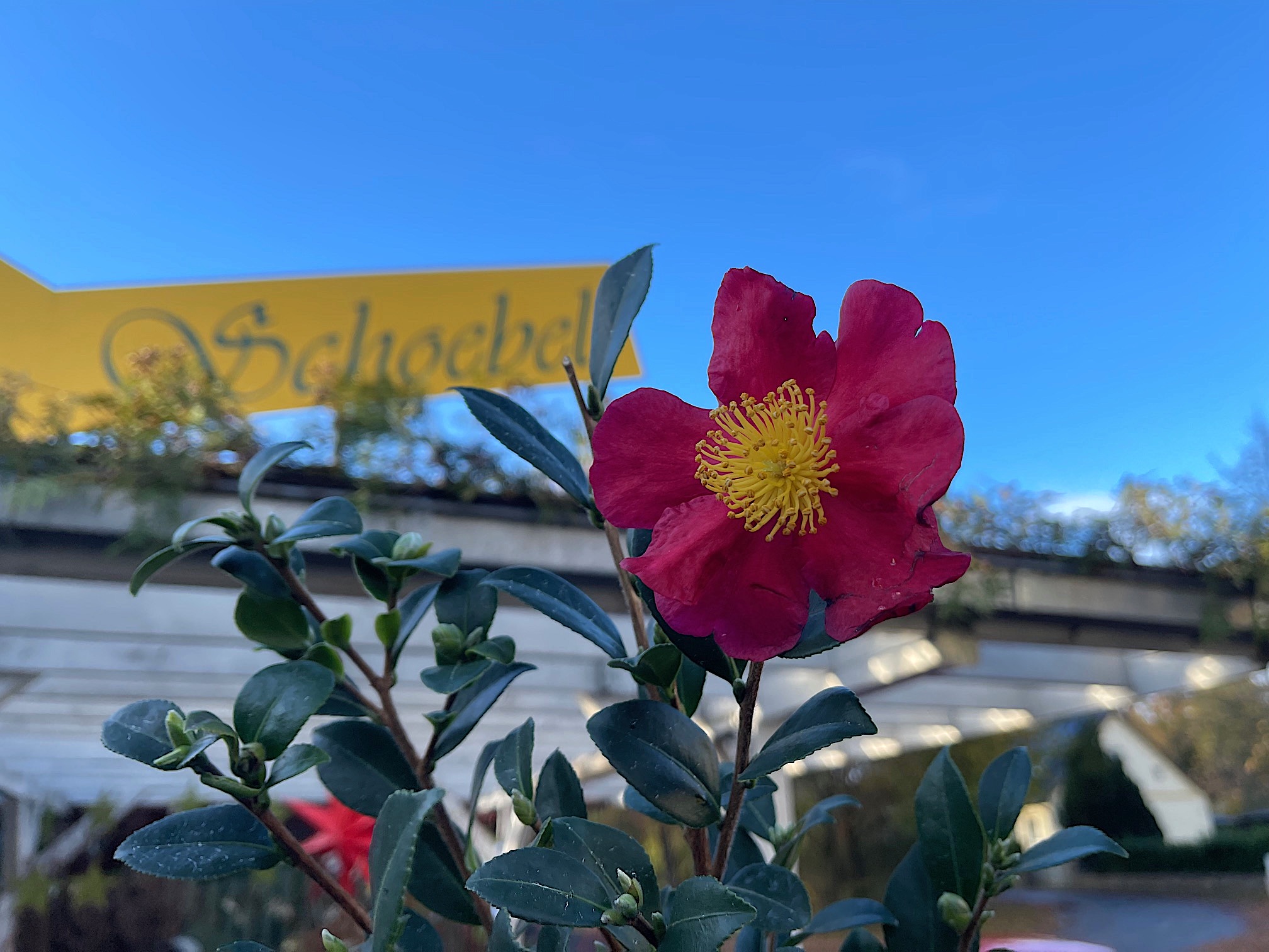 Camelia sasanqua „Yuletide“ (i.13 cmT.) jetzt 45 cm hoch, Kamelie