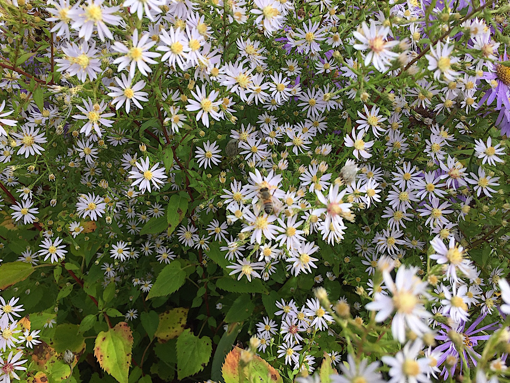 Aster ericoides "Virginiana" (i.12cmT.) Virginia Herbst Aster