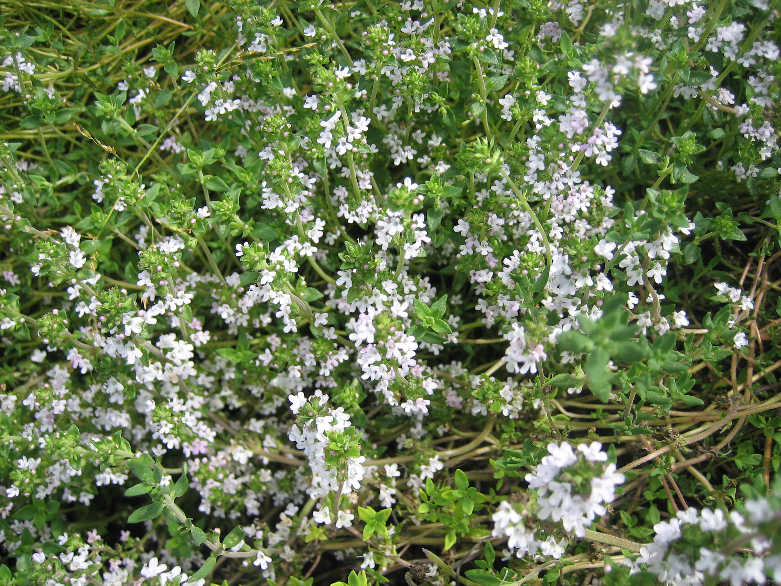 Thymus vulgaris (i.13cm T.) Französischer Thymian