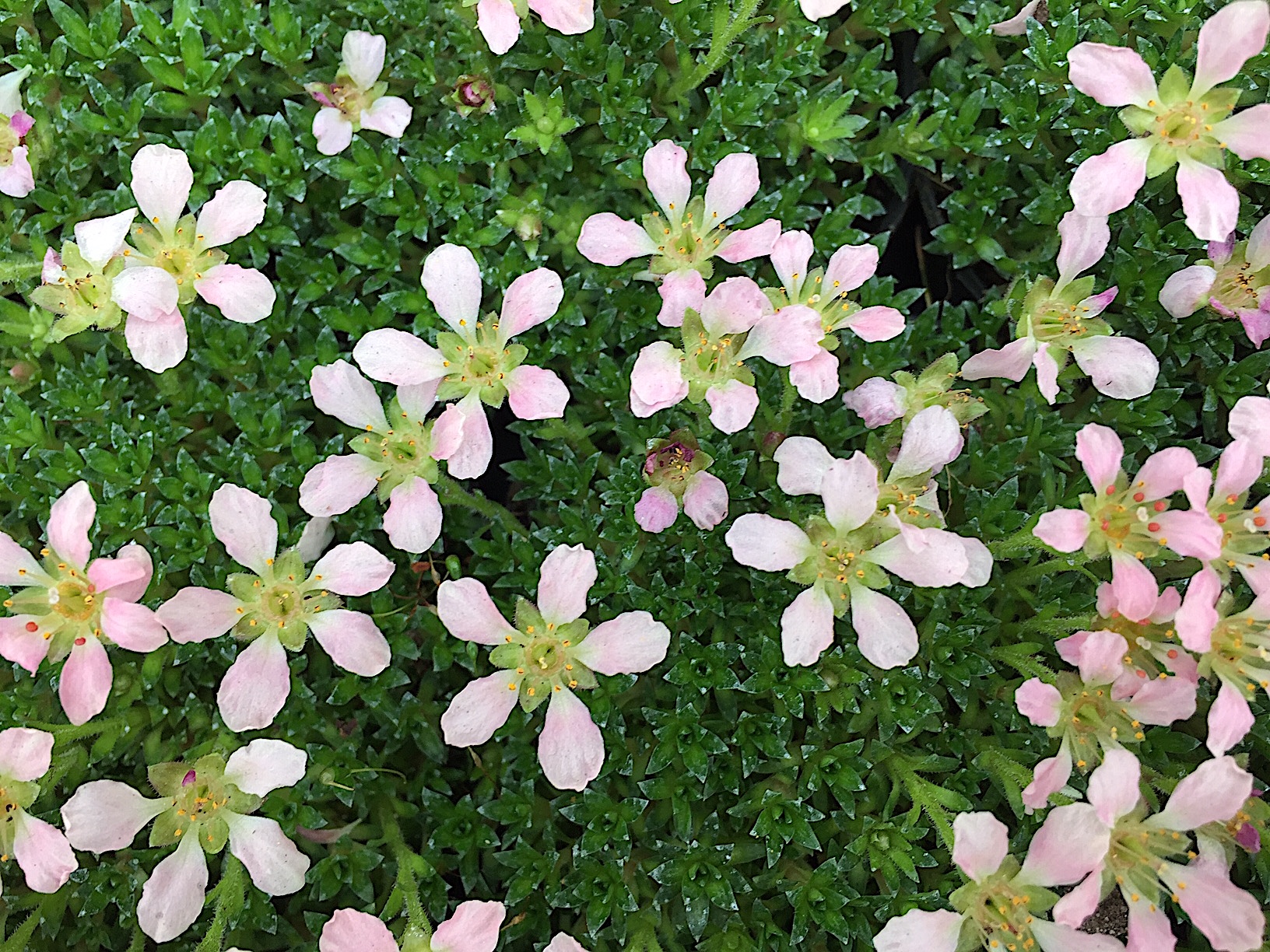 Saxifraga  kabschia „5 Petal Pink“ (i.10cmT.)