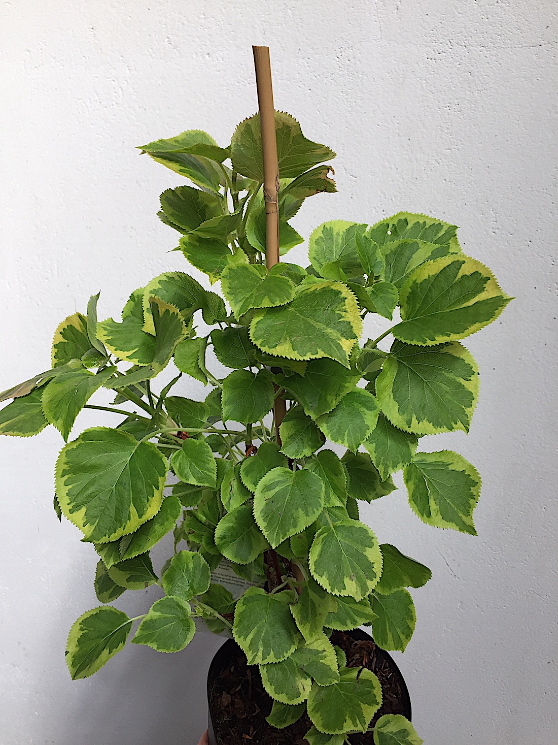 Hydrangea petiolaris „Mirranda“ (i.2lT.), Kletterhortensie, gelb panaschiert