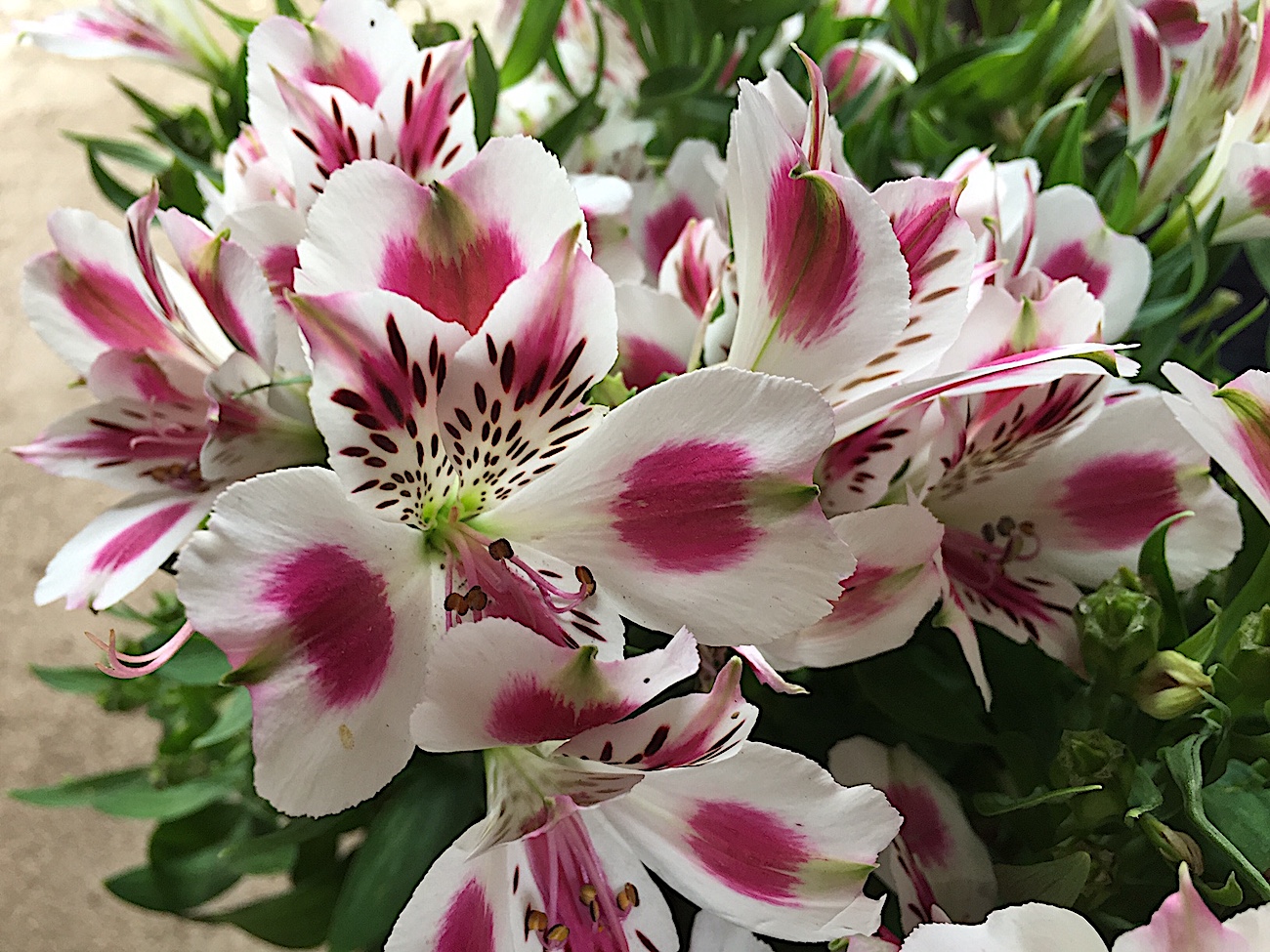 Alstromeria weiss-pink (i.16cmT.), Inkalilie