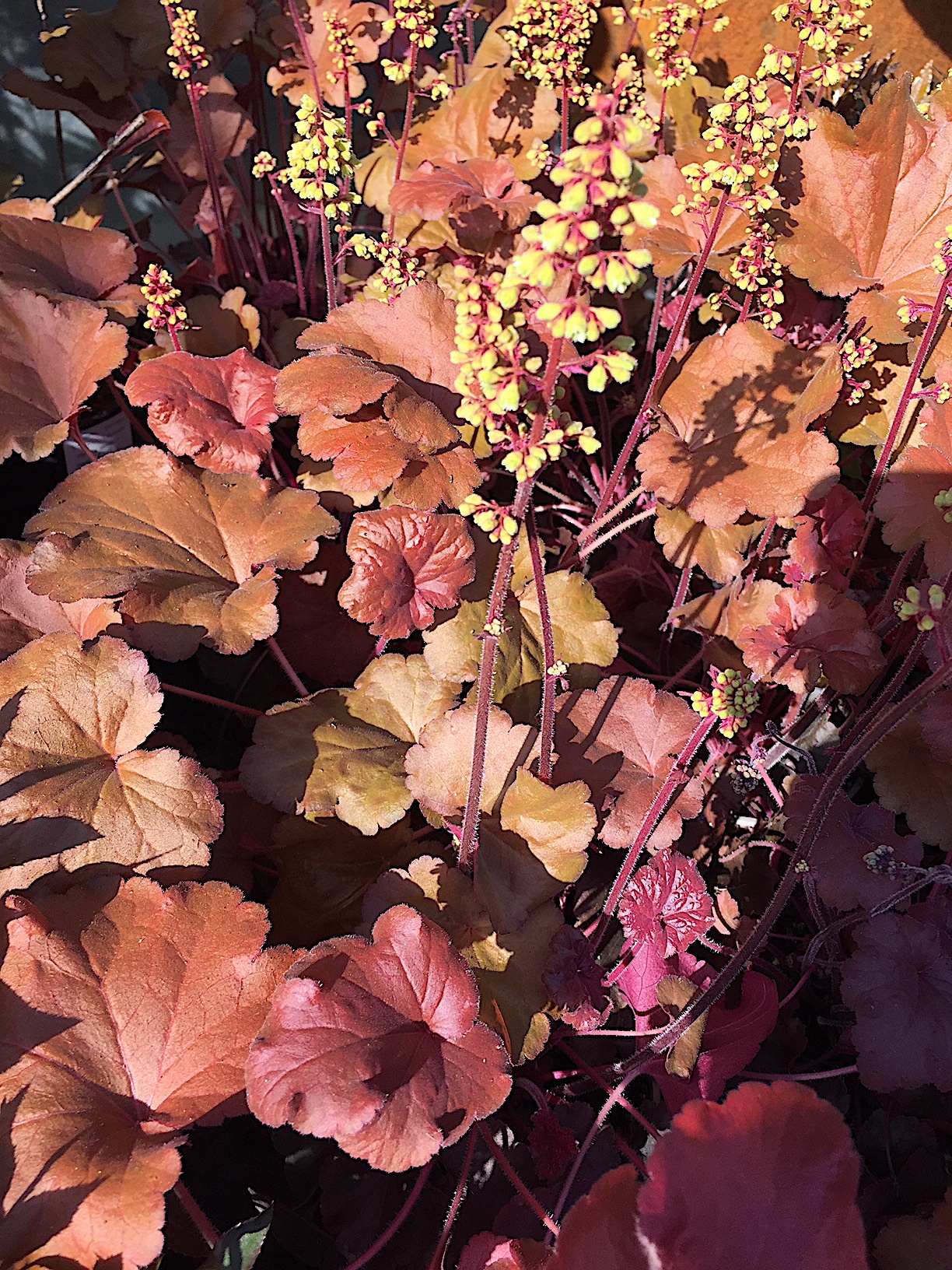 Heuchera micrantha „Blondi“ (i.12cmT.)