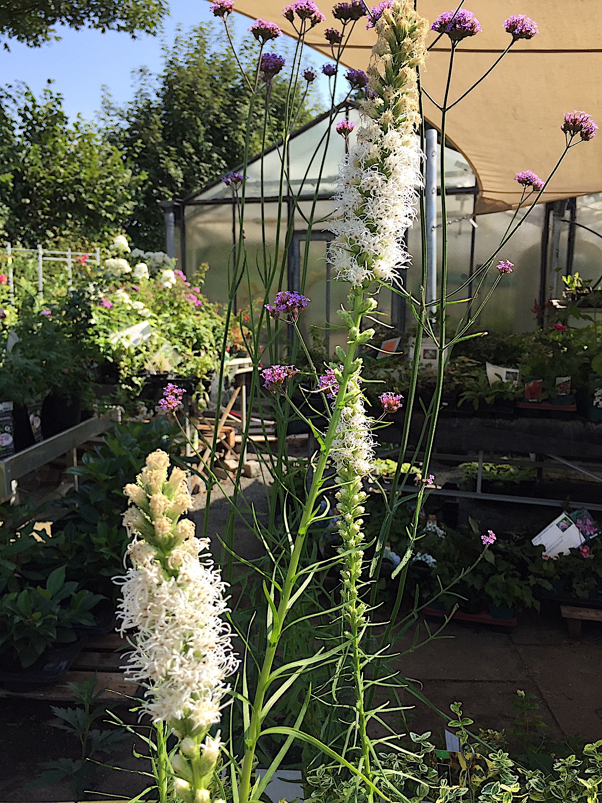 Liatris spicata (“Floristan Weiss“ ( i.11cmT.)