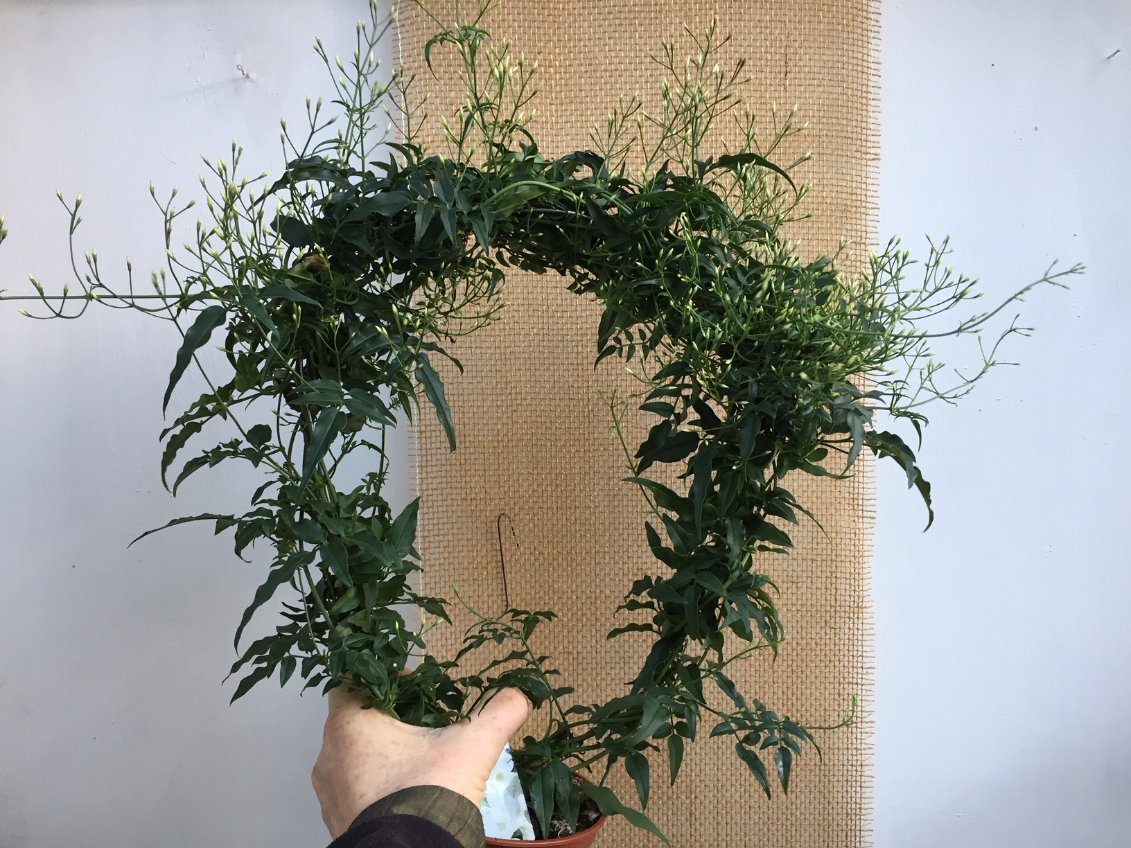 Jasminum polyanthum (i.11 cm T.), Zimmer Jasmin