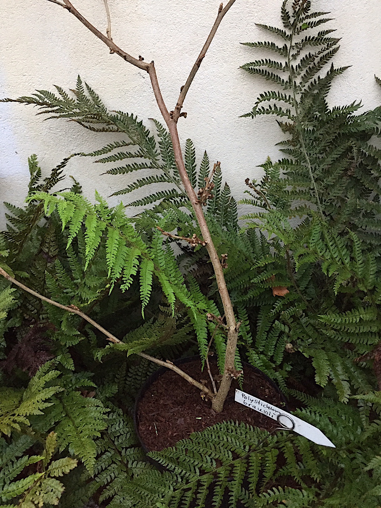 Hamamelis intermedia „Aphrodite“(i.20cmT. jetzt 40-50cm)
