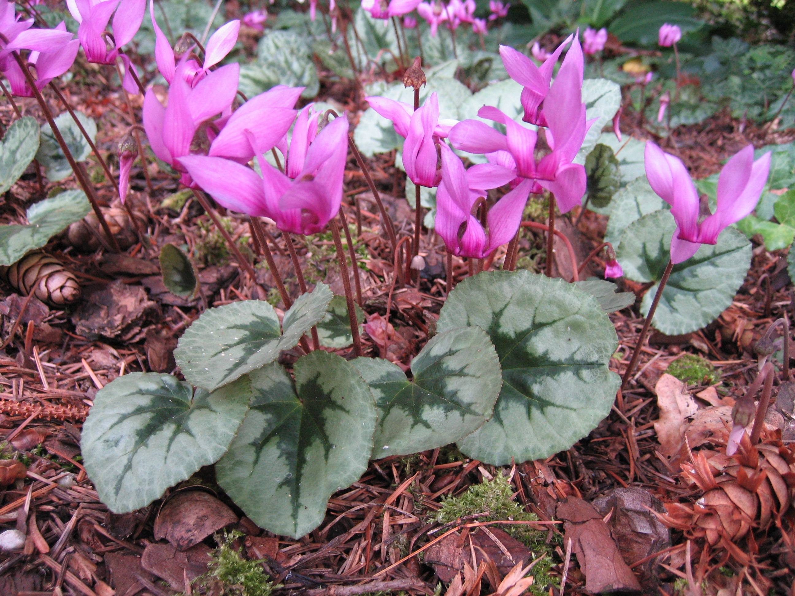 Cyclamen Duft purpurascens ´Silverleaf hellrosa`(i.9cmT.) silbrig mit  Blattzeichnung