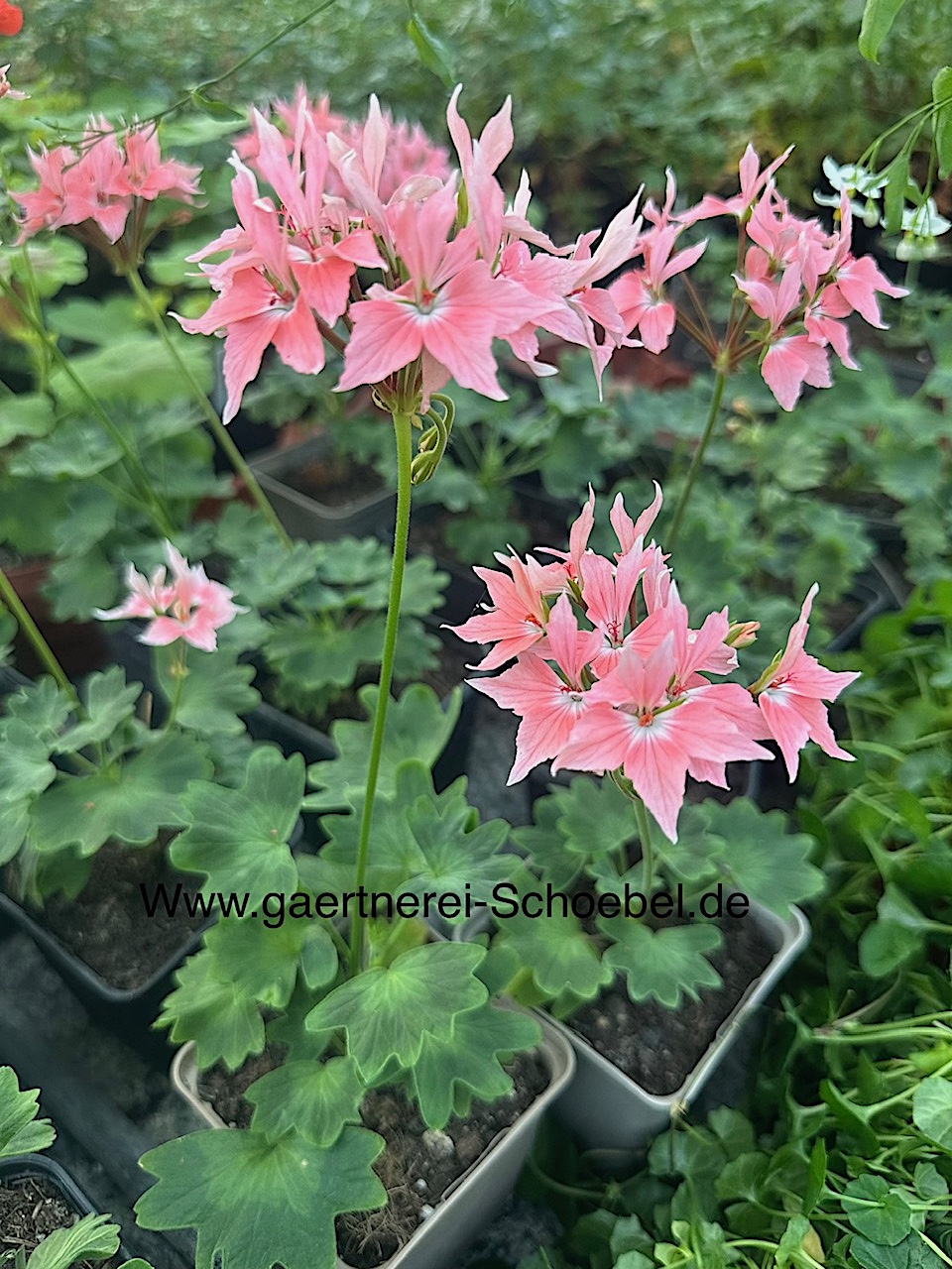 Pelargonium Sternblütige "Firework" lachs (i.10cmT.)