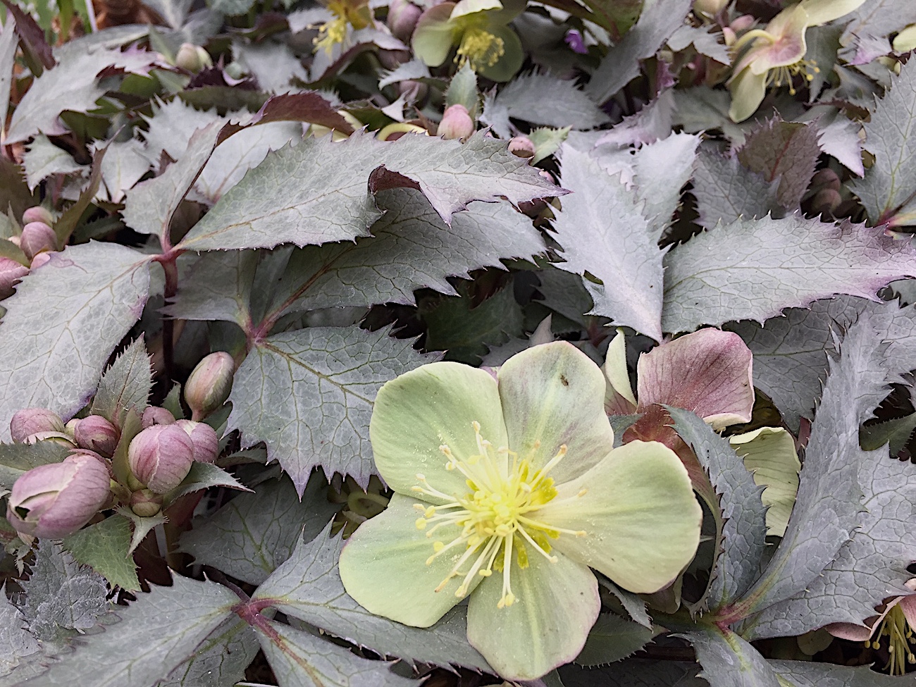 Helleborus x sternii  „Silver Dollar“ (i.10cmT.),Christrose