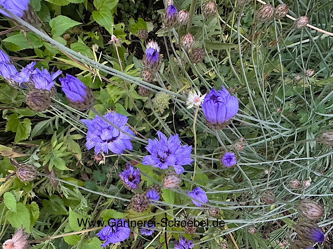 Catananche caerulea (i.9cm T.) Rasselblume, Wegwarte