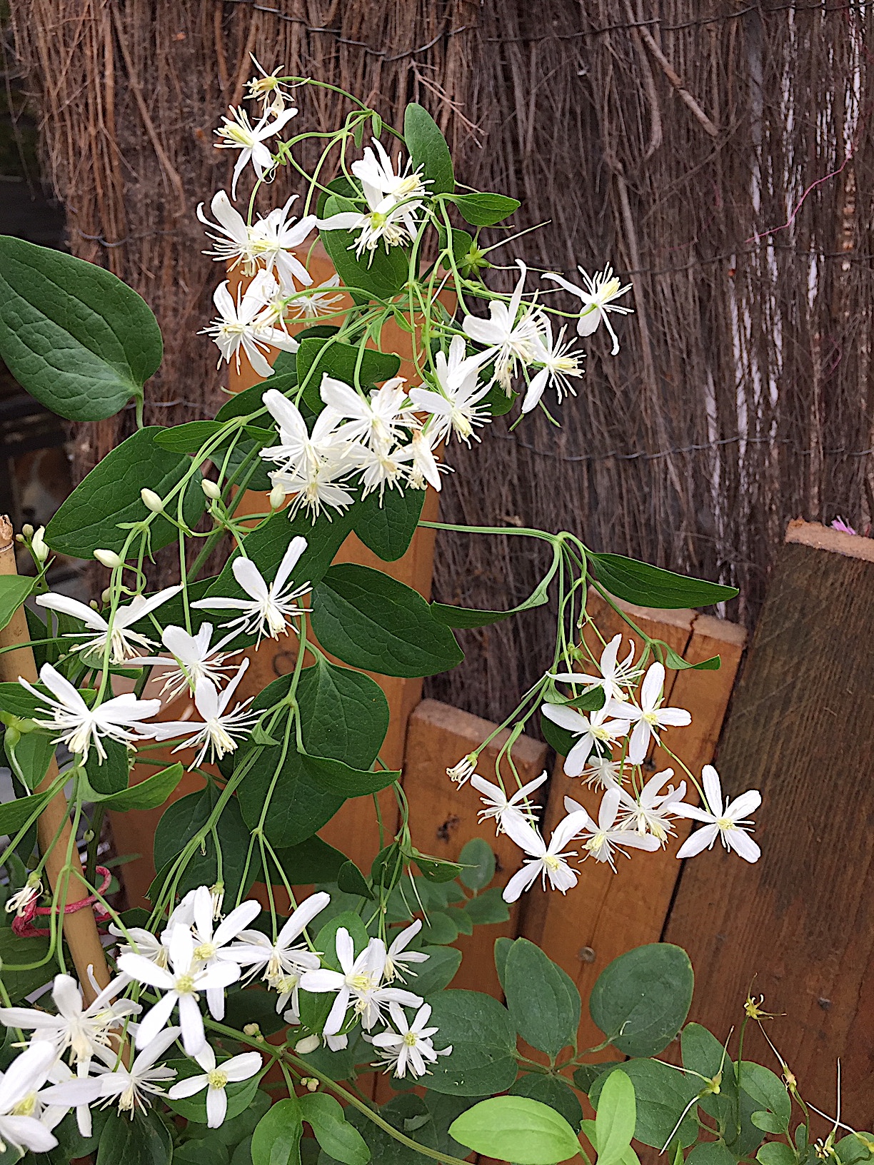 Clematis mandshurica (i.2lT.)