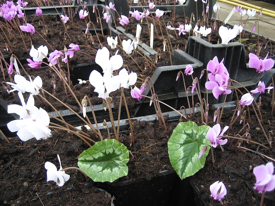 Cyclamen hederifolium  "Mix nach Gärtners Wahl im 6 er Pack"-5,67€einzeln (i.9cmT.)