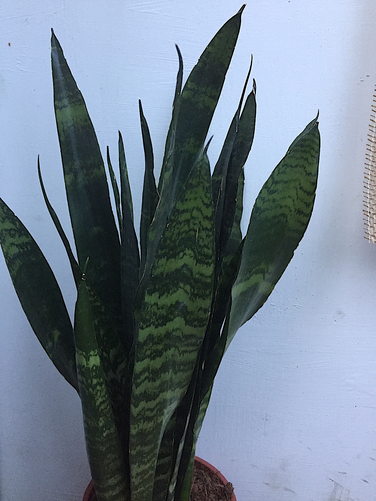 Sanseveria trifasciata „Black Coral“ (i.13cmT.)