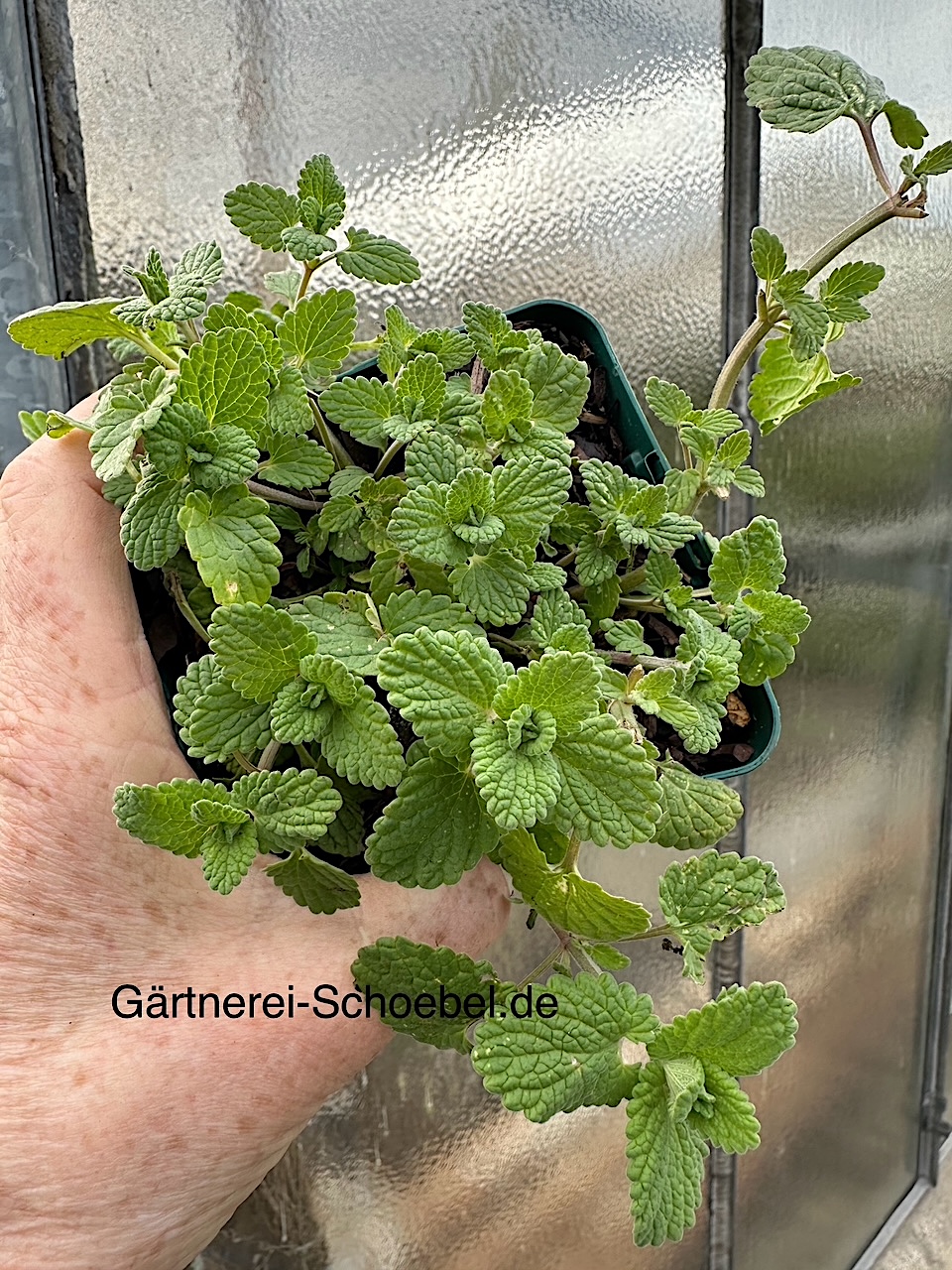 Nepeta cataria ssp. citriodora„Odeur Citron“(i.11cmT.)Zitronen- Katzenminze, blau