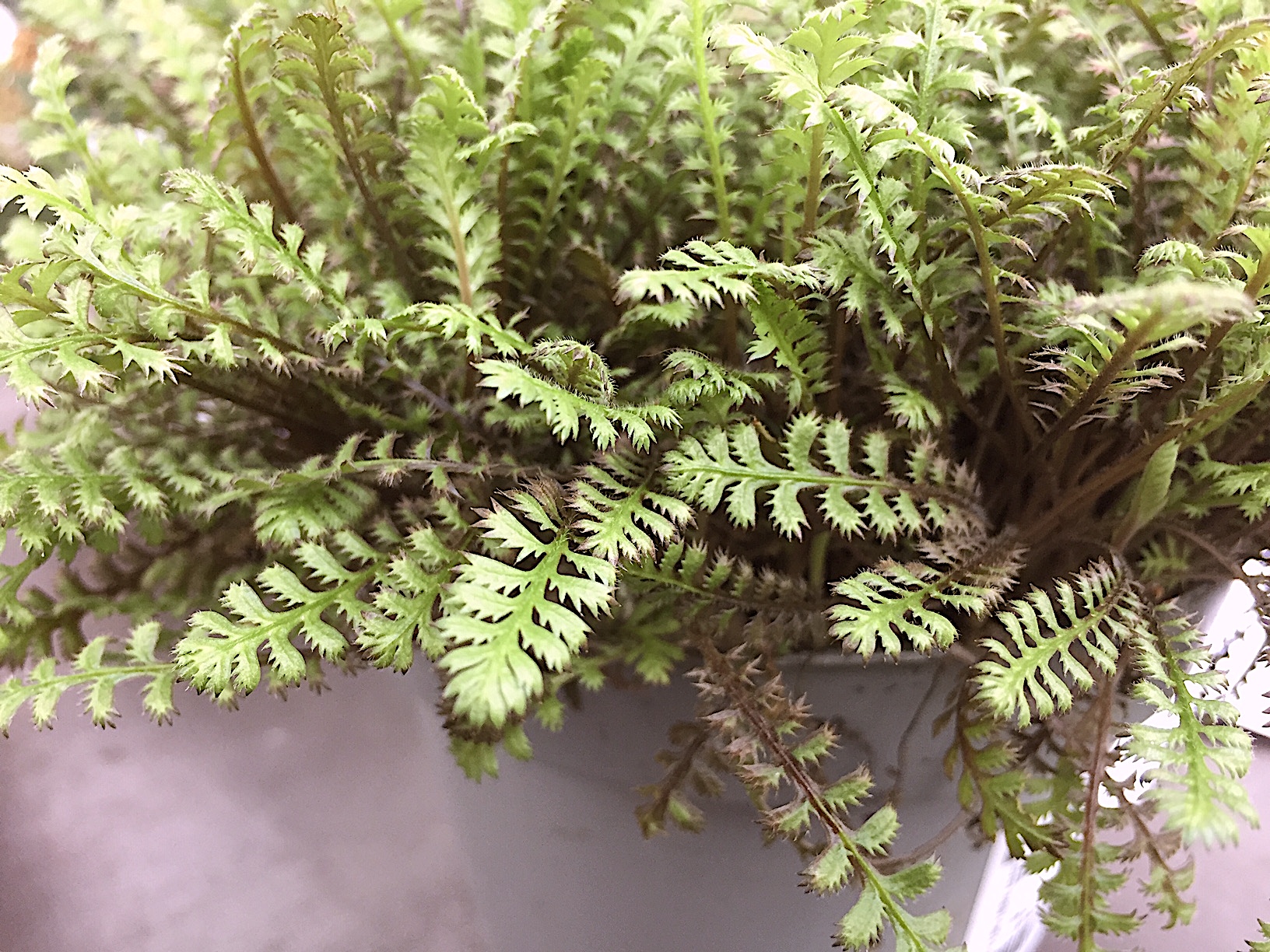 Cotula (Leptinella) squalida „Match Moss Family Black® (i.11cm T),schwarzgrüner Fiederteppich