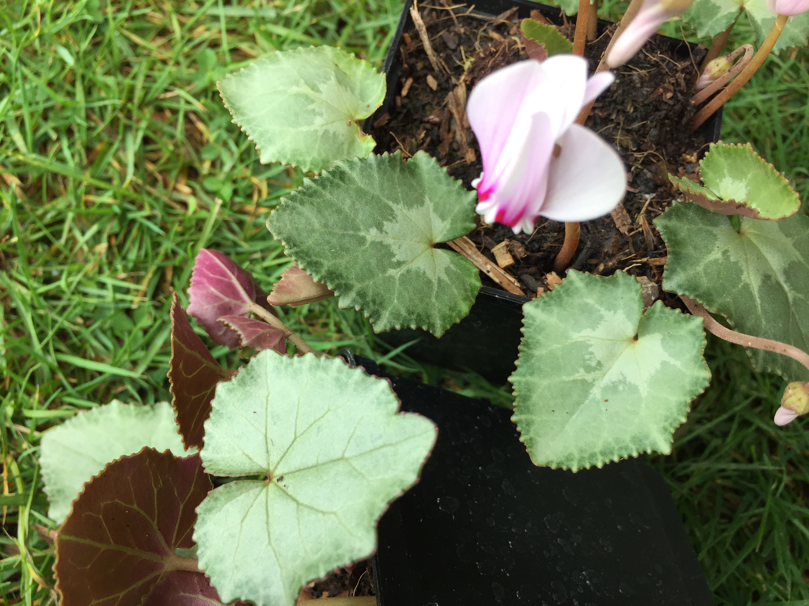 Cyclamen hed. ssp. crassifolium „silber Pfeil im grauen Rand“ Var.(9T.)