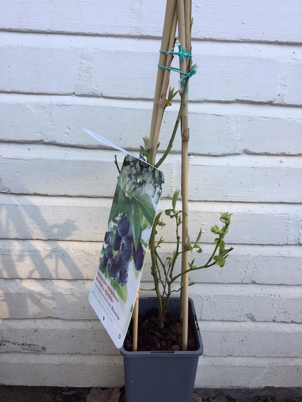 Vaccinium cor. „Bluecrop“ (i.19cmTopf), Blaubeeren