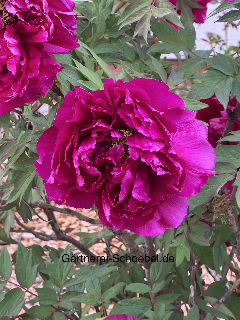 Paeonia suffruticosa Lila (i.ca 1lT.) Baum Pfingstrose