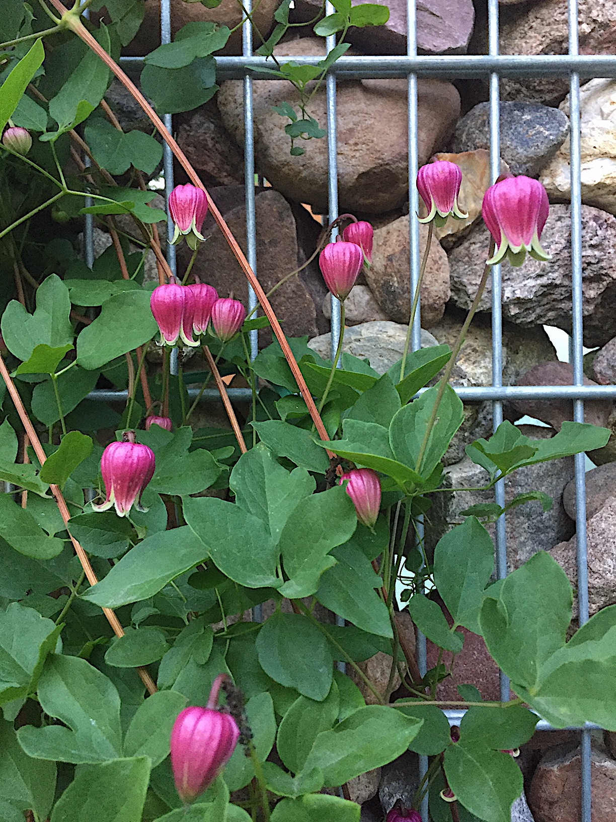 Clematis viorna bot. Art (i.1,5 l T.), Waldrebe - Glöckchen rot