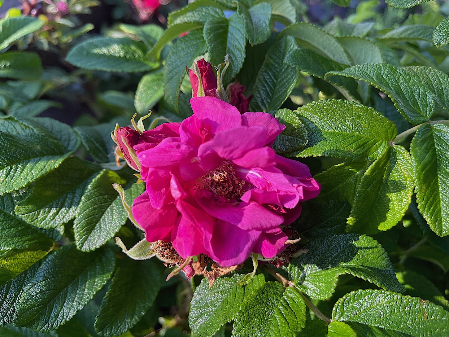 Rosa rugosa „Moje Hammarberg“ (i.4. liter T.), Wild Hagebutten Sylter Rose