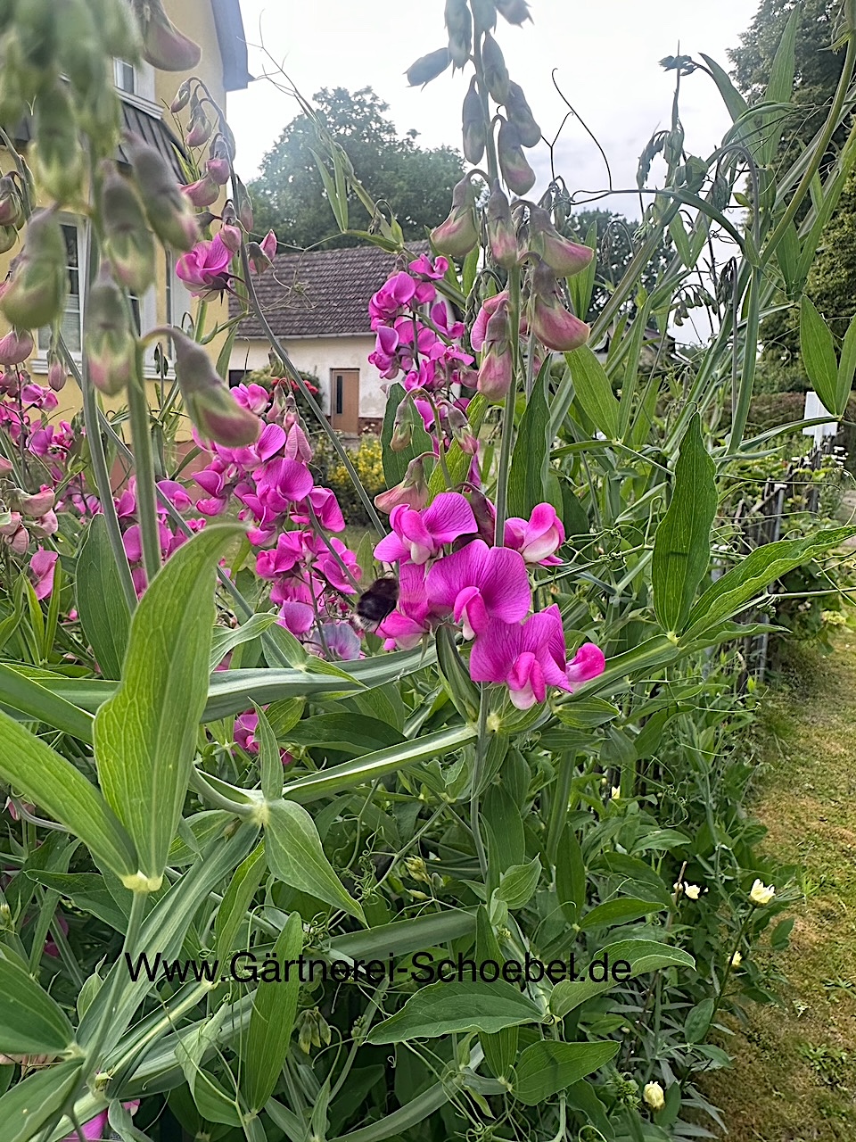 Lathyrus latifolius "Red Pearl" (i. 11cmT.) Staudenwicke