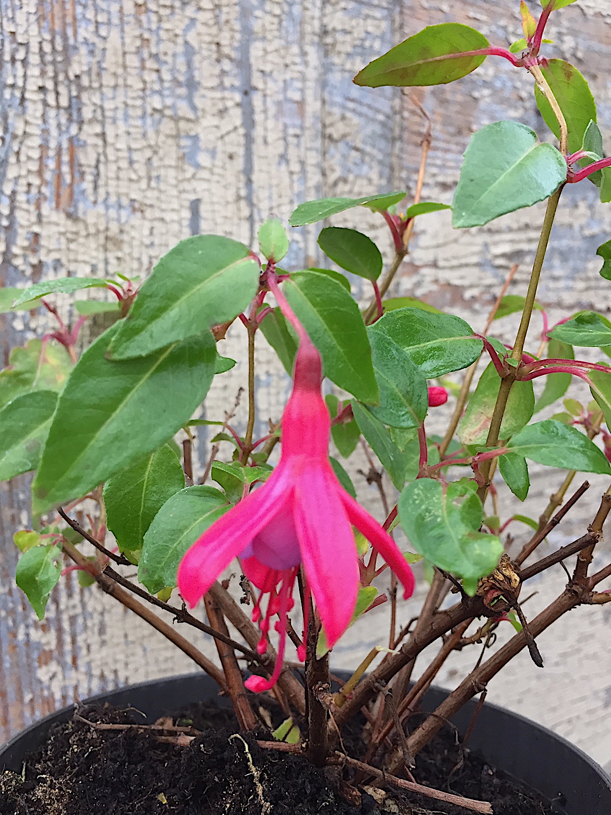 Fuchsia Hybride „Son of Thumb“ (i.13cmT.)