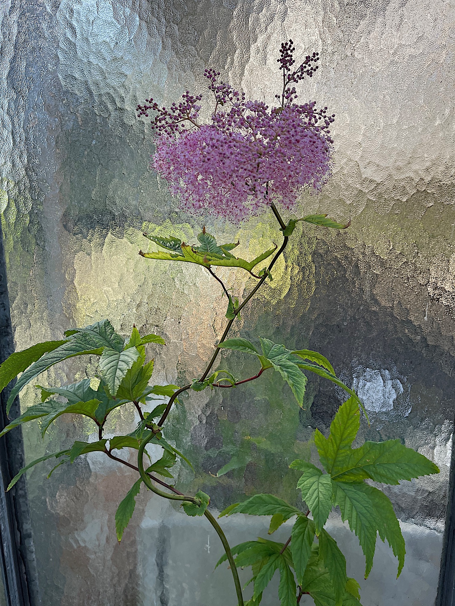 Filipendula rubra „Venusta“ (i.12 cmT.), Spierstaude