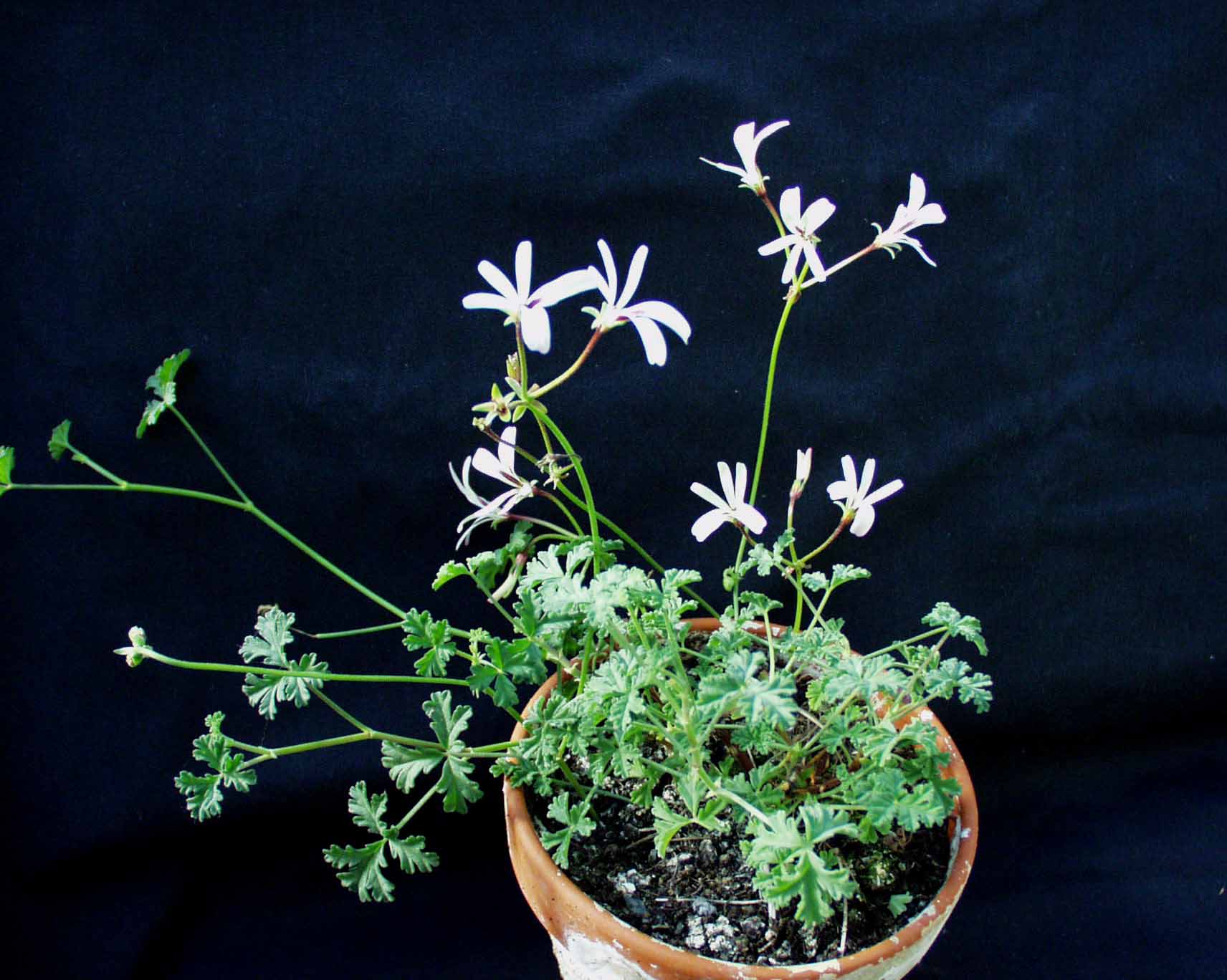 Pelargonium  ´Trifido`(i.10cmT.)