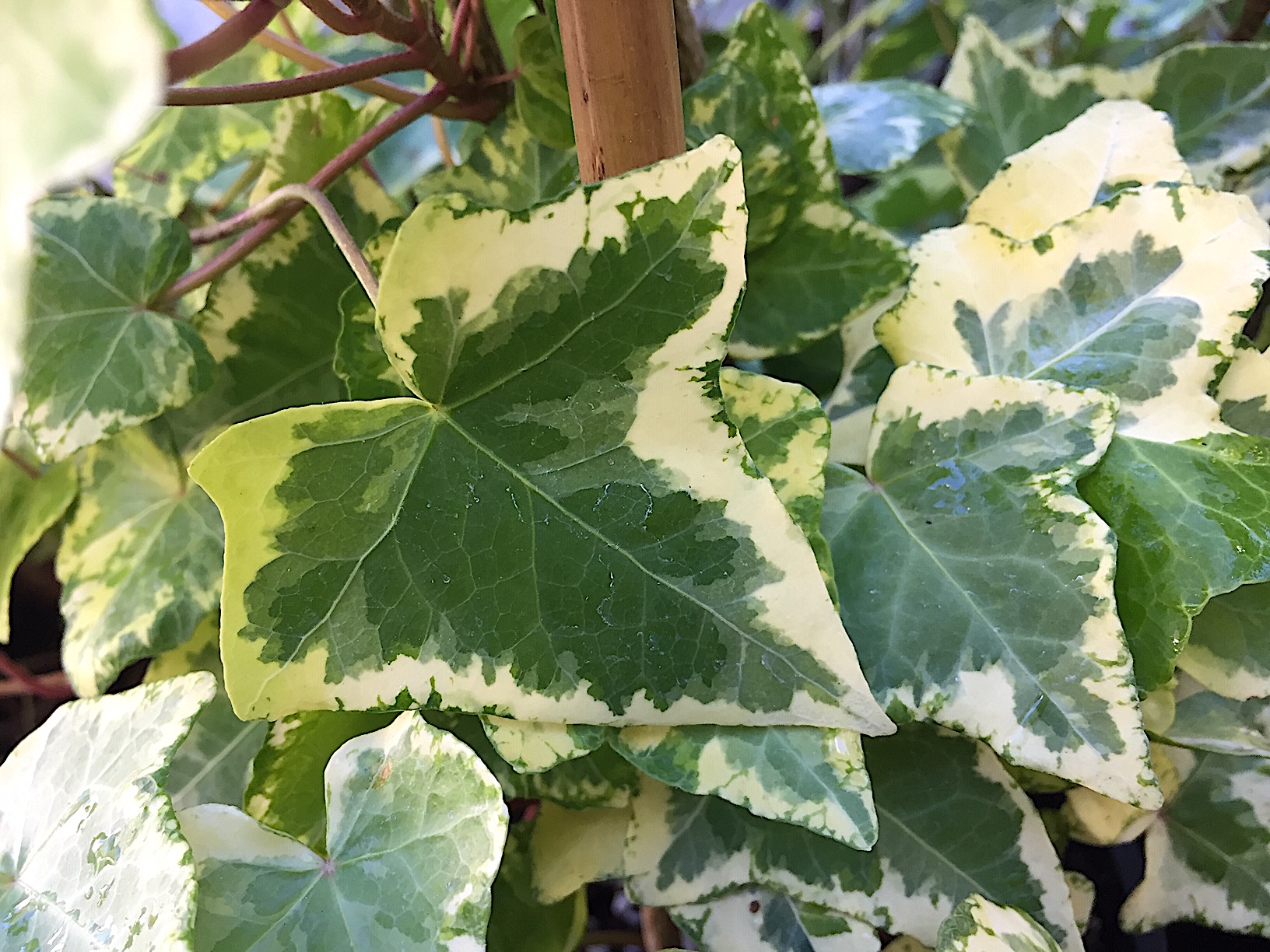 Hedera helix „Golden Kolibri“ (i.2lT.)