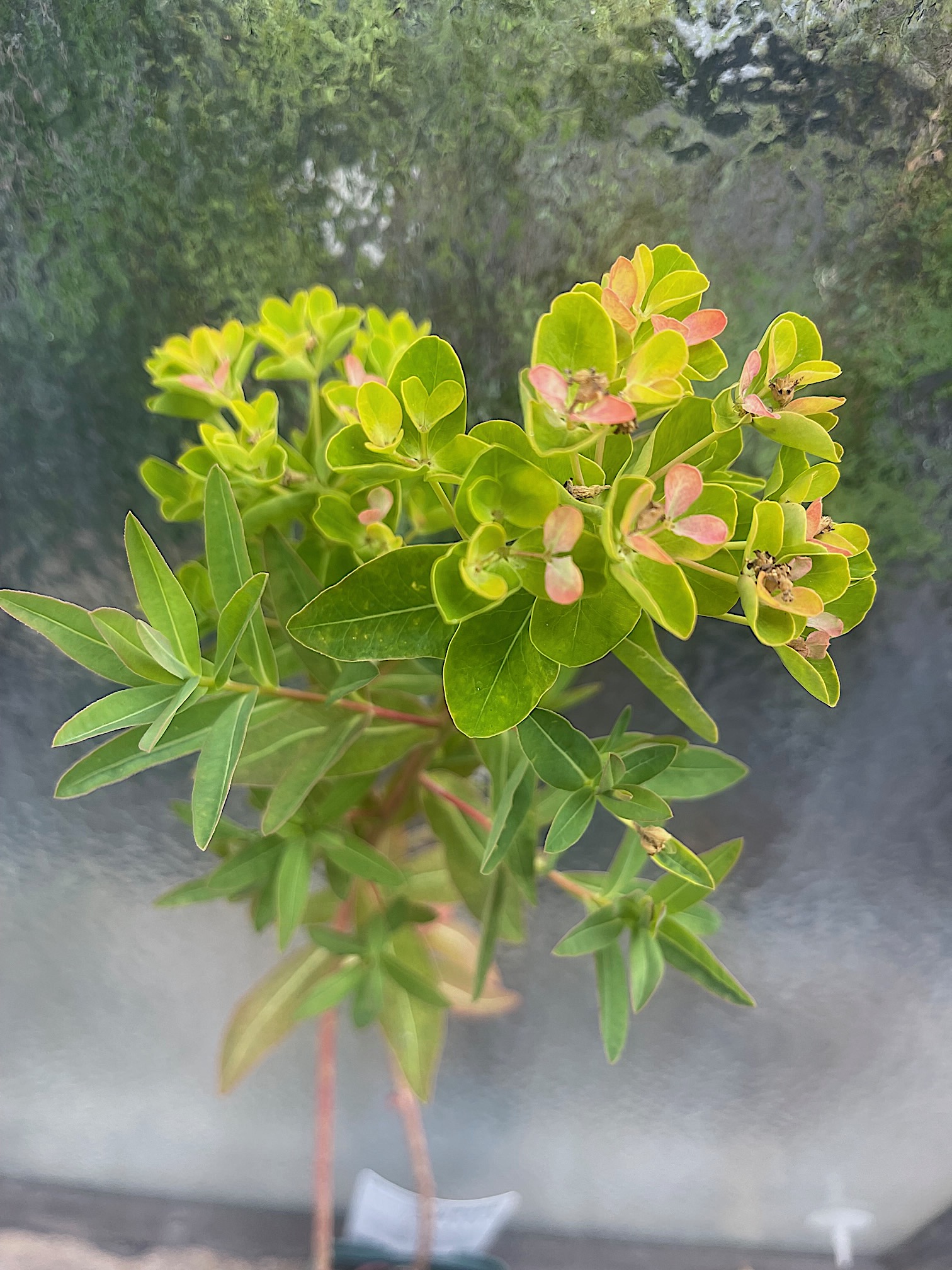 Euphorbia palustris „Teichlaterne“ (i.11cmT.)