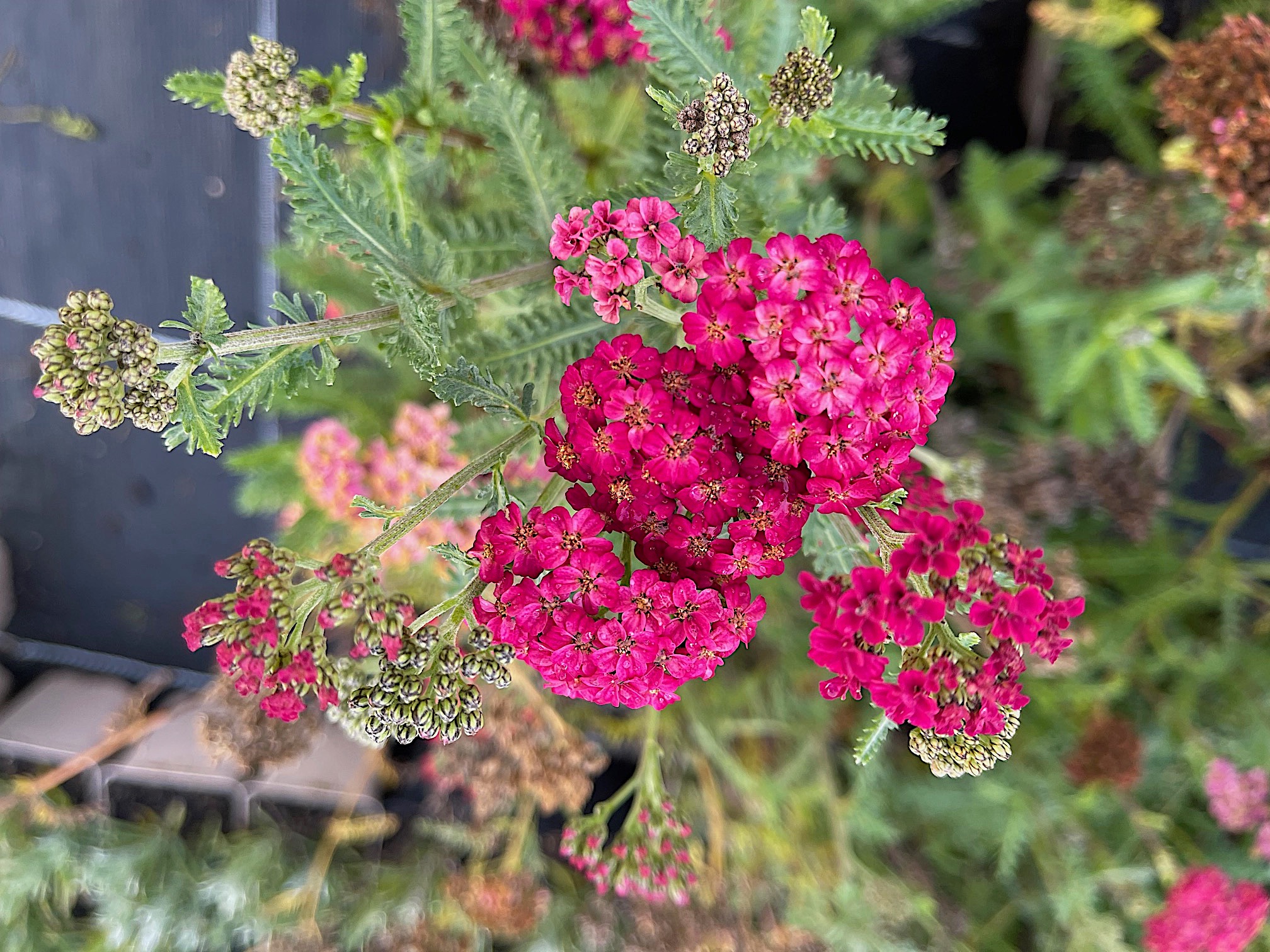 Achillea millefolium "Red Velvet" (i.12cmT.) Schafgarbe