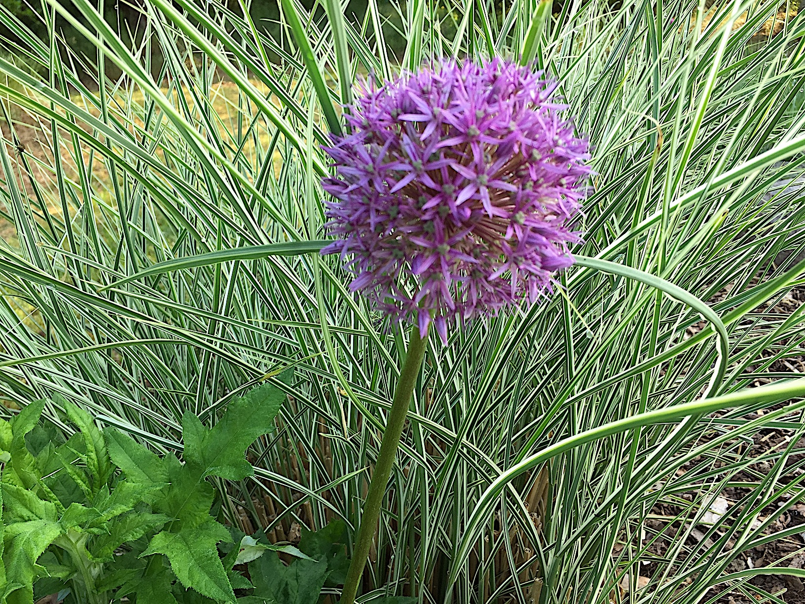 Allium „Globemaster“ (1 Zwiebel )Zierlauch
