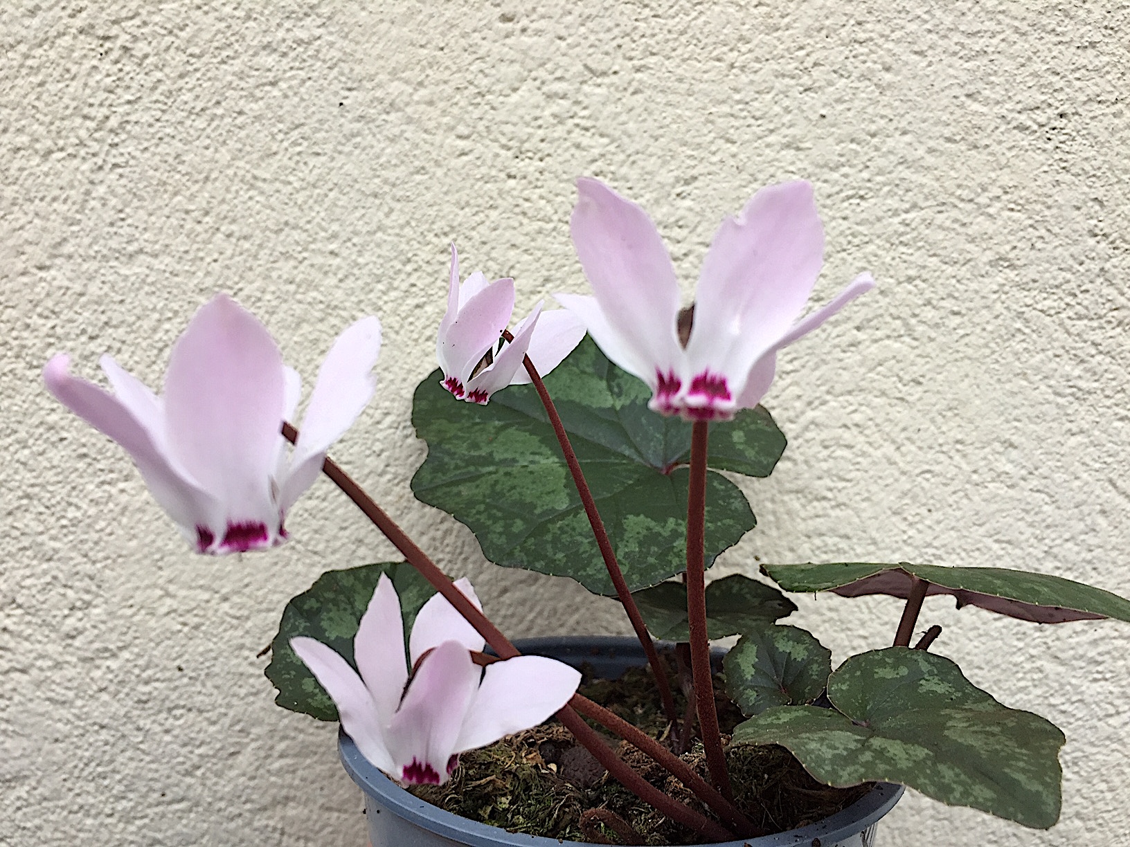 Cyclamen x wellensiekii