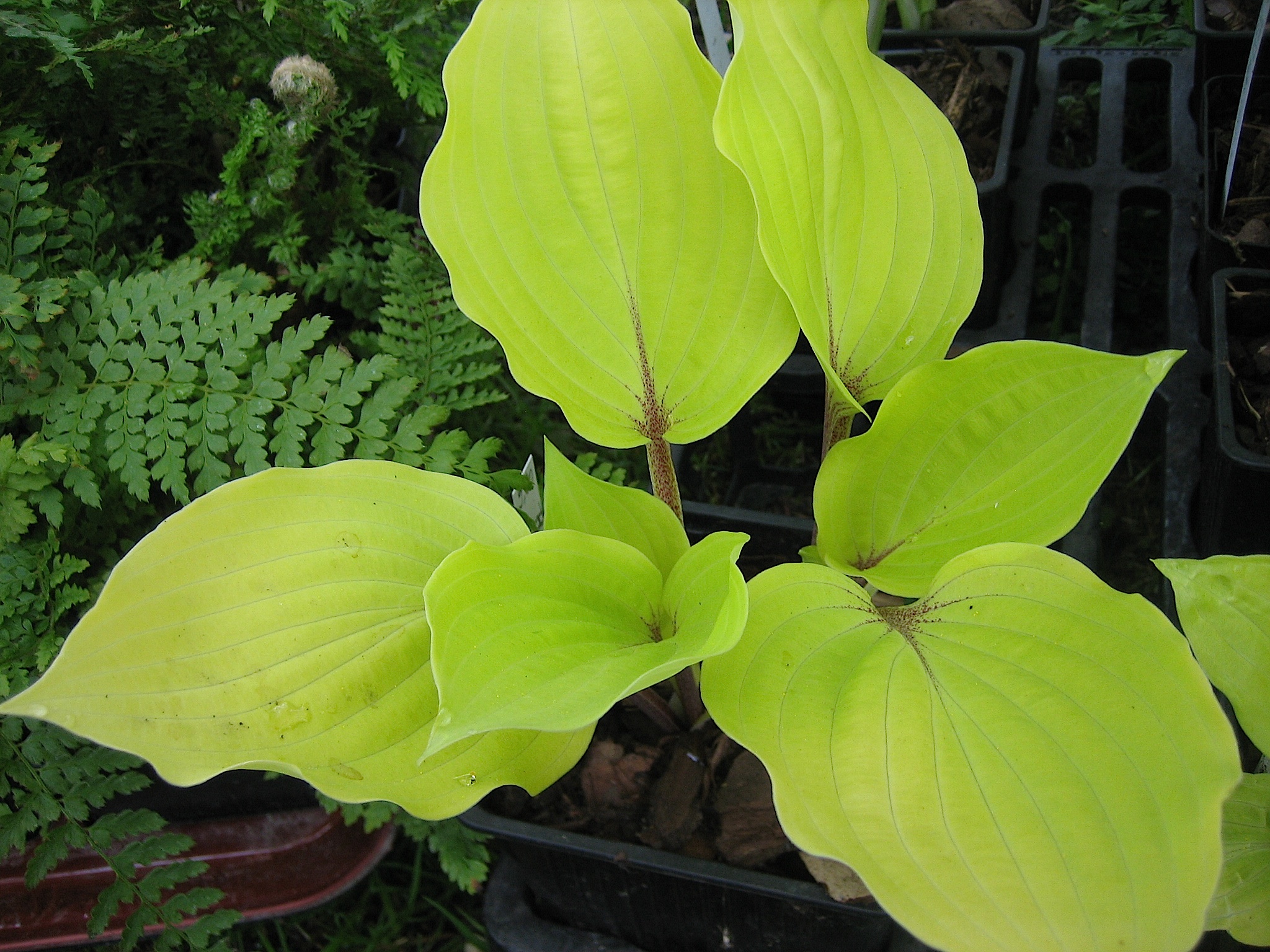 Hosta Hybride "Fire Island" (i.9cmT.) Rotstiel - Funkie