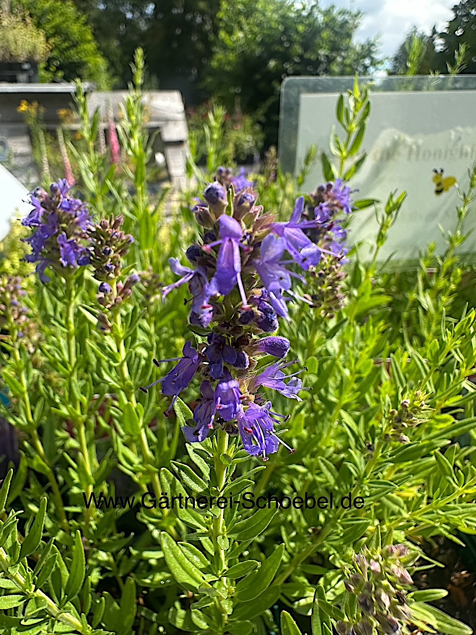 Hyssopus officinalis ssp. aristatus  Felsenysop (i.11 cm T.)