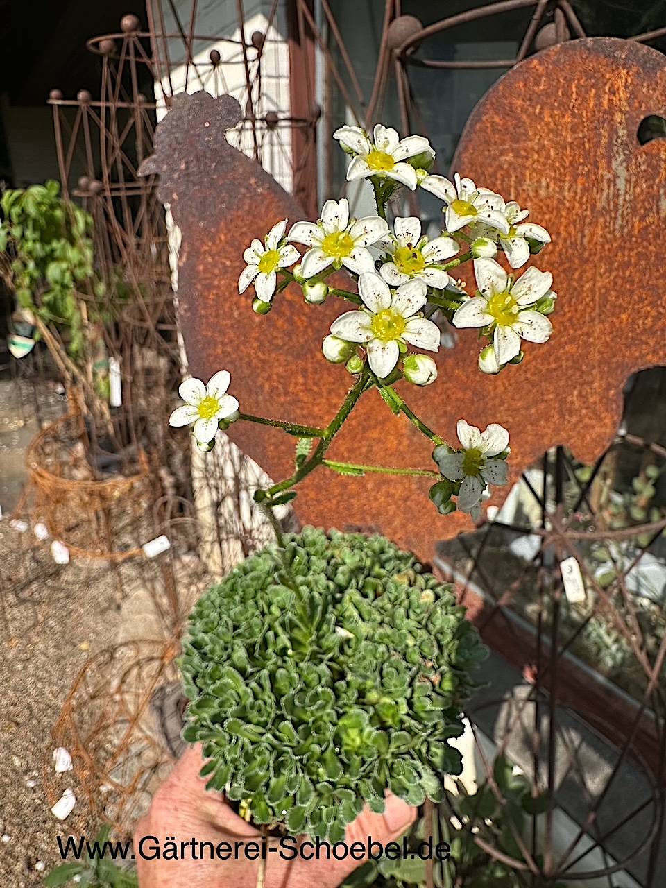 Saxifraga paniculata (i.11cmT.), Rispen Steinbrech