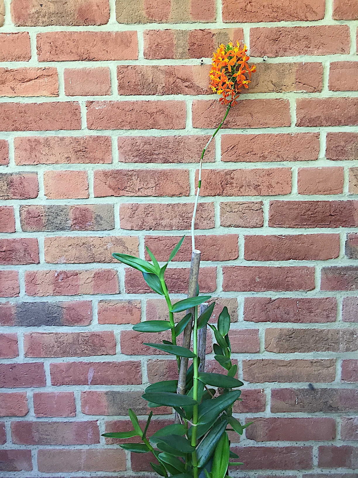 Epidendrum radicans „Orange Star Hybride“ (i.10-11cmT.),Feuer- Stern- Orchidee