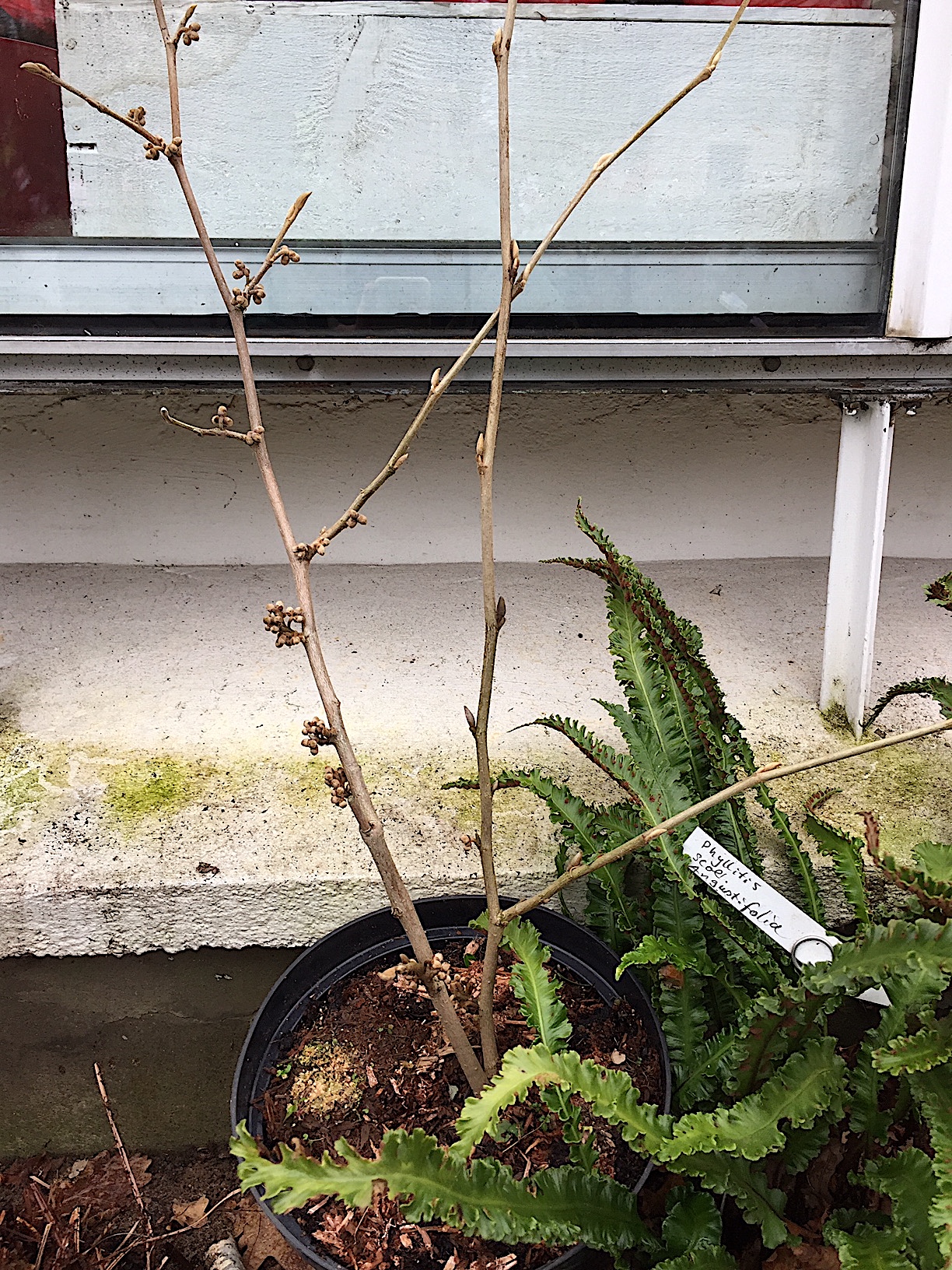 Hamamelis intermedia „Pallida“(i.20cmT. jetzt 80cm)