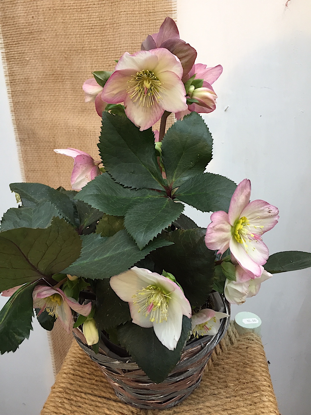 Helleborus -NEU ,Christrose, rosa x glandorfensis HGC® Ice N' Roses® Rosali(i.2literT.)